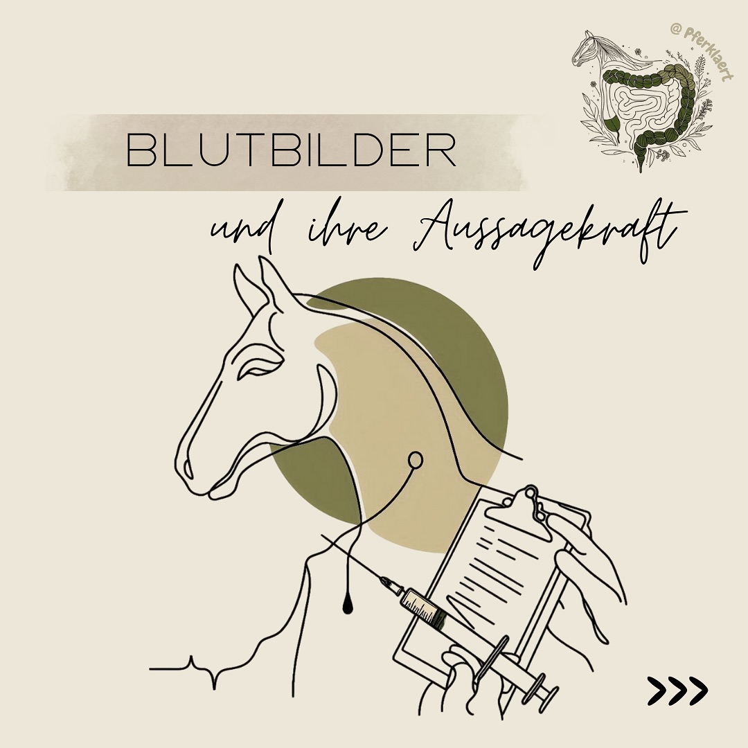 Blutbilder beim Pferd – wie aussagekräftig sind sie wirklich? 🩸
Viele Pferdebesitzer verlassen sich bei Fragen zur Gesundheit oder Fütterung auf ein Blutbild. Klingt logisch – schließlich zeigt das Blut doch, wie gut das Pferd versorgt ist… oder? Ganz so einfach ist es leider nicht.
🔍 Was Blutbilder leisten können – und was nicht
• Blutbilder geben Hinweise auf den aktuellen Stoffwechselzustand und mögliche Organbelastungen (z. B. Leber, Niere, Muskeln)
• Sie sind wichtig bei unklaren Symptomen (z. B. Leistungsschwäche, Abmagerung, chronische Infekte)
• Aber: Sie sind kein zuverlässiger Spiegel der Mineralstoff- oder Vitaminversorgung! Viele Nährstoffe reguliert der Körper streng – Mängel zeigen sich im Blut oft erst spät oder gar nicht
⚠️ Störfaktoren, die Ergebnisse verfälschen können
• Stress (vor oder während der Blutabnahme)
• Fütterungsfehler: Vor einer Blutabnahme müssen Pferde Heu und Wasser zur Verfügung haben, aber kein Kraft- oder Mineralfutter, besonders keines mit synthetischen Zusätzen.
• Bewegung: Unmittelbar vor der Blutabnahme sollte das Pferd keinerlei Anstrengung gehabt haben – weder Training noch wildes Rennen auf der Weide.
• Handhabung & Lagerung: falsche Abnahme, Kühlung, verzögerter Transport und Ankunft im Labor, usw.
⬇️in den Kommentaren geht es weiter⬇️