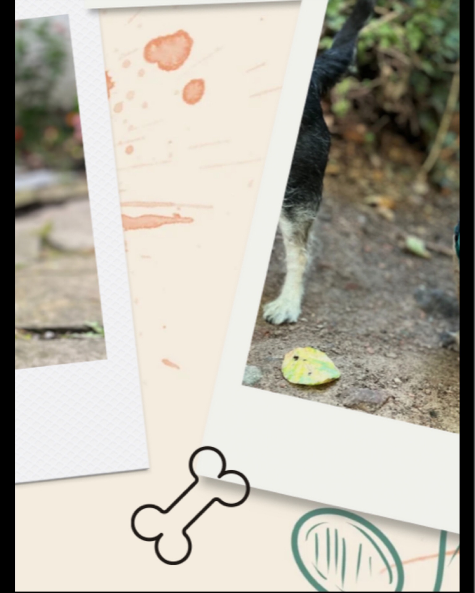 👵🐶 Voici Chaï, 🐶👵
12 ans au compteur et toujours plus d’énergie qu’un chiot sous caféine ☕️!
Mamie au grand cœur (littéralement 💓… souffle inclus 😅), elle ne recule devant aucune aventure – sauf peut-être celle de rater l’heure des croquettes 🍽️.
Curieuse comme pas deux, elle inspecte chaque recoin comme si elle était en mission secrète 🔎, et dès que la gamelle arrive… 💃 elle se transforme en danseuse de claquettes digne de Broadway !
Et bien sûr, les câlins sont obligatoires – sinon elle dépose plainte pour manque d’affection 🐾❤️.
#BrusselsPetCare #PetSitterBruxelles #GarderieChiens #ChienHeureux #ChatHeureux #PetLovers #PetSittingBelgique #DogWalkerBruxelles #PetsittingBruxelles