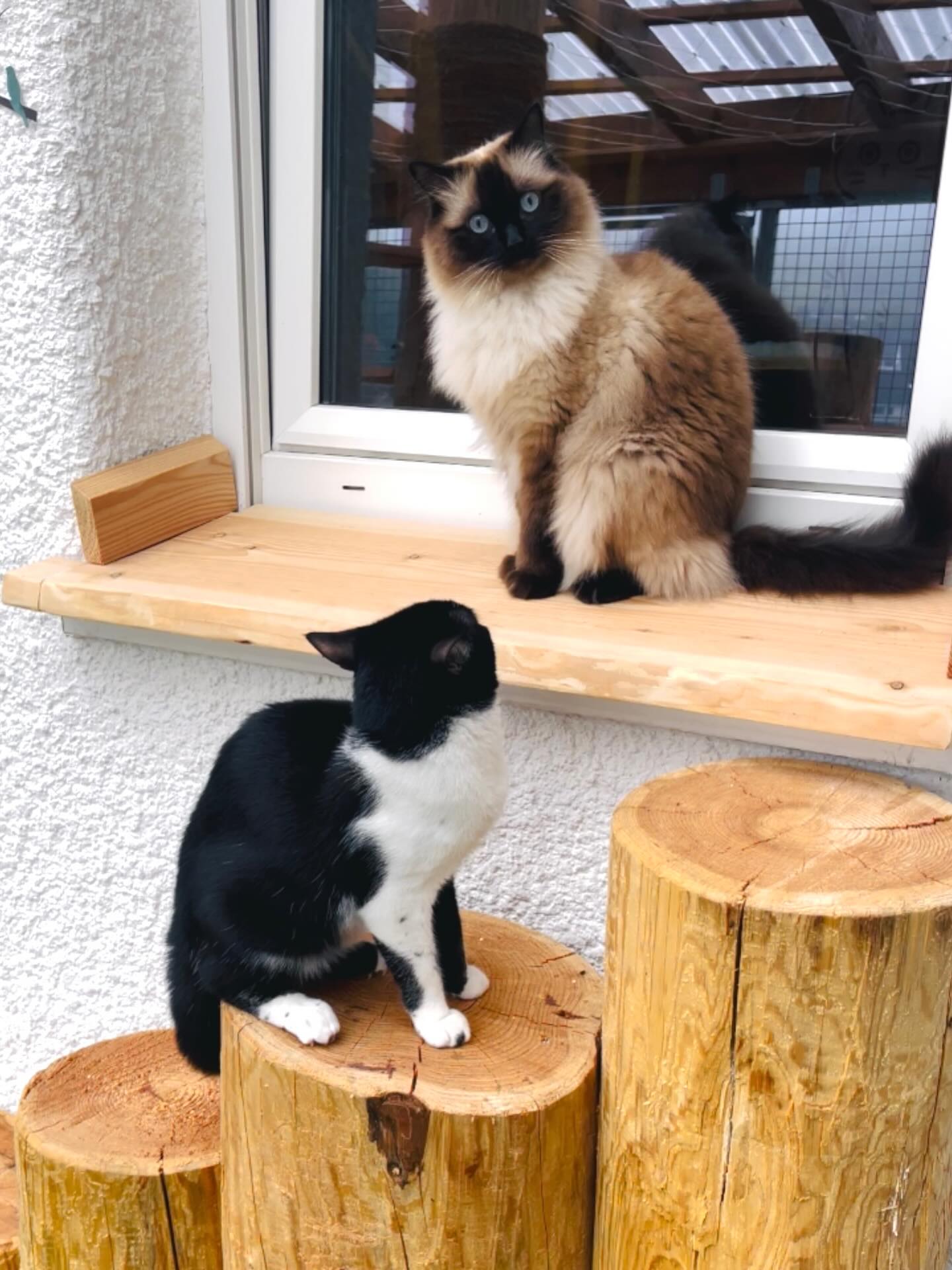 Was guckst du 😎
.
.
.
.
#Katzenpension #FellLIEBE #Katzenliebe #Samtpfote #Neuzugang #katze #liebe #katzenpension #fellliebe #siegen #pfoten #hilchenbach #kreuztal #olpe #cat #katzenalltag #katzenurlaub #katzenhotel #haustierbetreuung #betzdorf #urlaub #urlaubmitkatze #schnurrparadies #pfotenfreunde #liebe #katzenpensionfellliebe #lovecat