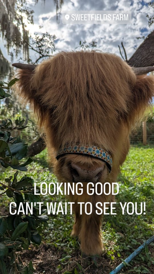 Say hello to this amazing guy Willie while you're out !
So Fluffy and cute. He can't wait to see you โฅ๏ธ
โ Sweetfields Farmโs 18th Annual Fall Festival runs through November 9th! โจ
Bring the whole family and make unforgettable memories with:
๐ฝ Two Corn Mazes
๐ Pumpkin Patch
๐ Farm Animals
๐ Hayrides & Pedal Tractor Races
๐ฏ Pumpkin Launcher, Pumpkin Bowling & Cornhole
๐ Fresh Pressed Apple Cider
๐ Harvest Barn Market + Food Vendors
โฆand so much more!
โจ Tickets sell out fast โ donโt wait! โจ
๐ Get yours now: https://www.simpletix.com/e/fall-season-fun-at-sweetfields-farm-2025-tickets-234828?fbclid=IwY2xjawM_51tleHRuA2FlbQIxMABicmlkETE5Qm5nMTM2aDhKWlUzRG90AR6QPm18vaKTR1vSBAdBsDnKemFxckmZFDfLQpJj7gBnITeSYMoROhp4gYm_UA_aem_tzAmxxSNMBjubC3pCNP40Q
๐ Learn more: SweetfieldsFarm.com
Link in bio on Instagram
๐
Mark your calendars, tag your fall crew, and letโs make this season the best one yet! ๐โจ