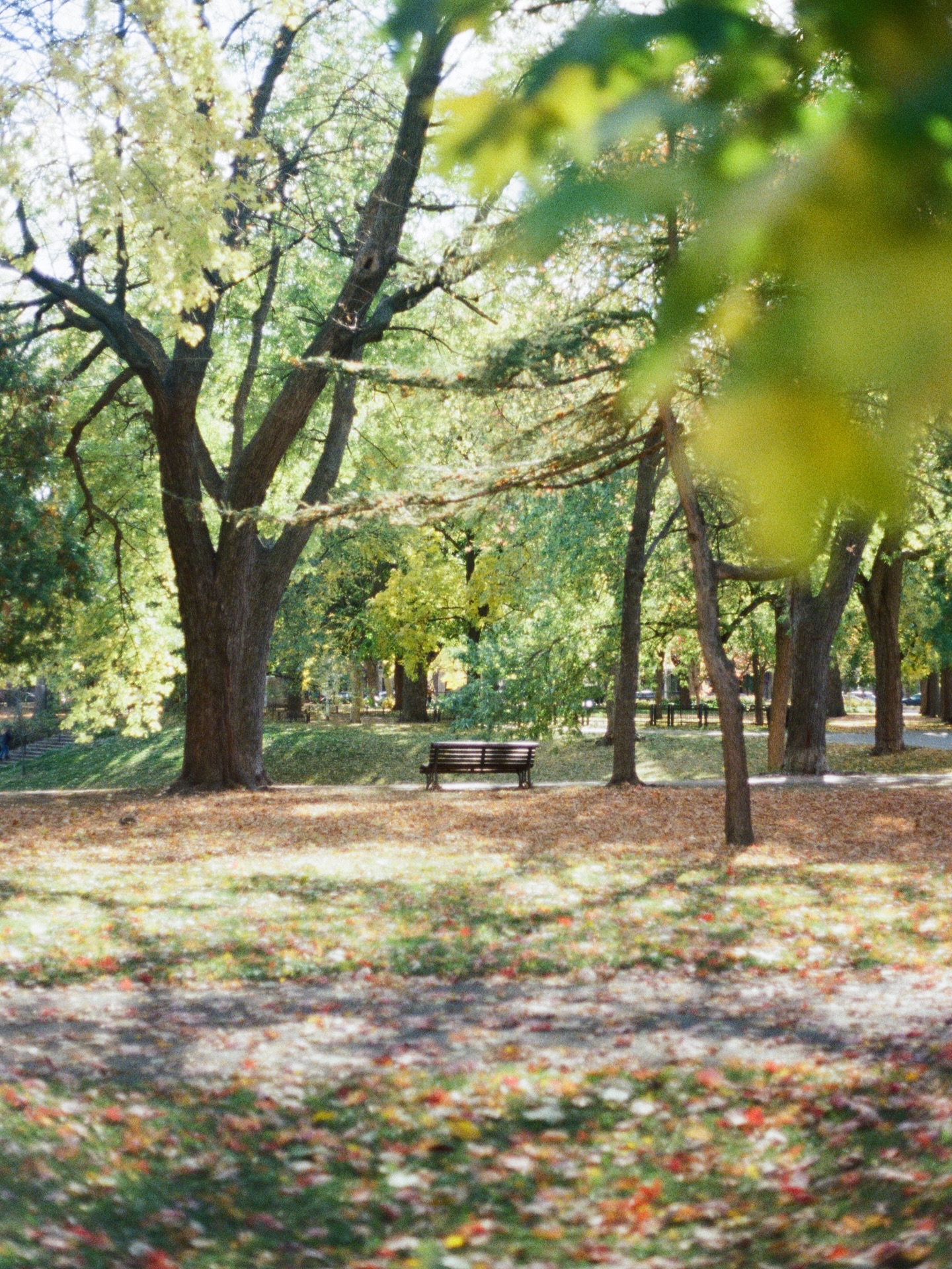 Benchs
-
#filmcamera #film #camera #photography #mood #moodygrams #instagood #lomography #日常 #color #colorfilm #analoglove #filmy #canonae1 #kodak #montreal #canada #autumn #bench