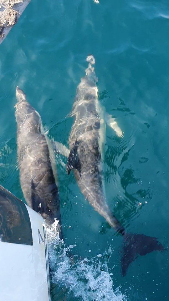 Another day exploring nature and enjoying the calm of the sea.
Book your trip now via website or DM.
Mais um dia a explorar a natureza e a desfrutar da calma do mar.
Reserve já a sua viagem pelo site ou por mensagem.