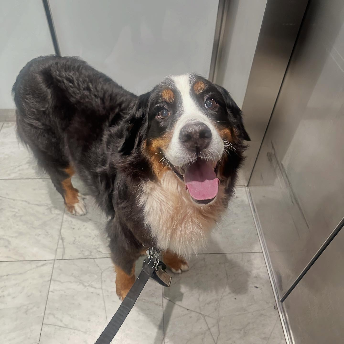 🌈🐾 In Loving Memory of Whiskie 🐾🌈
It is with great sadness we say goodbye to our sweet Whiskie, who has crossed the rainbow bridge. 💔 Whiskie brought endless joy, warmth, and unconditional love into our lives during her walks.
Though our hearts are heavy with sadness, we are grateful for every memory, every cuddle, and every moment shared with her. Whiskie will forever be a part of Dogman Sachs. She is etched in our hearts and remembered with love. Thank you Lei for trusting us to care for her and for sharing Whiskie.
Rest easy, sweet Whiskie. Run free and happy across the rainbow bridge. You’ll always be missed💕