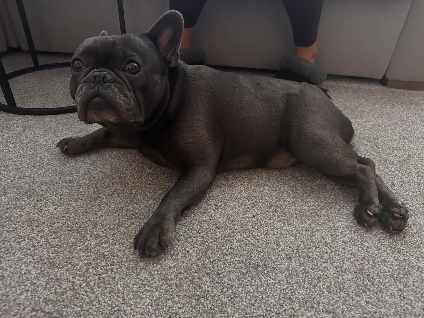 Hugo chilling out at the end of a fun physio session! 🐾
This lovely boy is under our care for his recovery following IVDD surgery.
Hugo has been responding well to his home plan and always greets me with an excited hello!