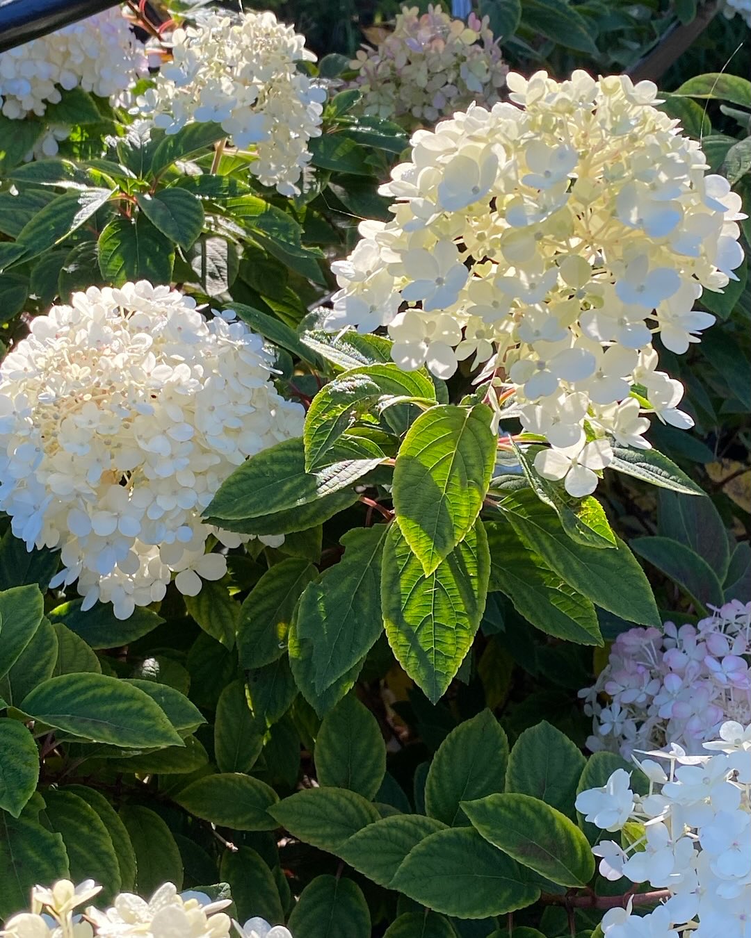 The autumn sunshine filtering through the glorious blooms of Hydrangea paniculata âBoboâ a beautiful shrub that grows well in damp shade and once the blooms brown off still fantastic for dried flower arrangements! #gardenstructure #gardencare #merlinlawncare #winchesterbusiness #hampshire #lawncare