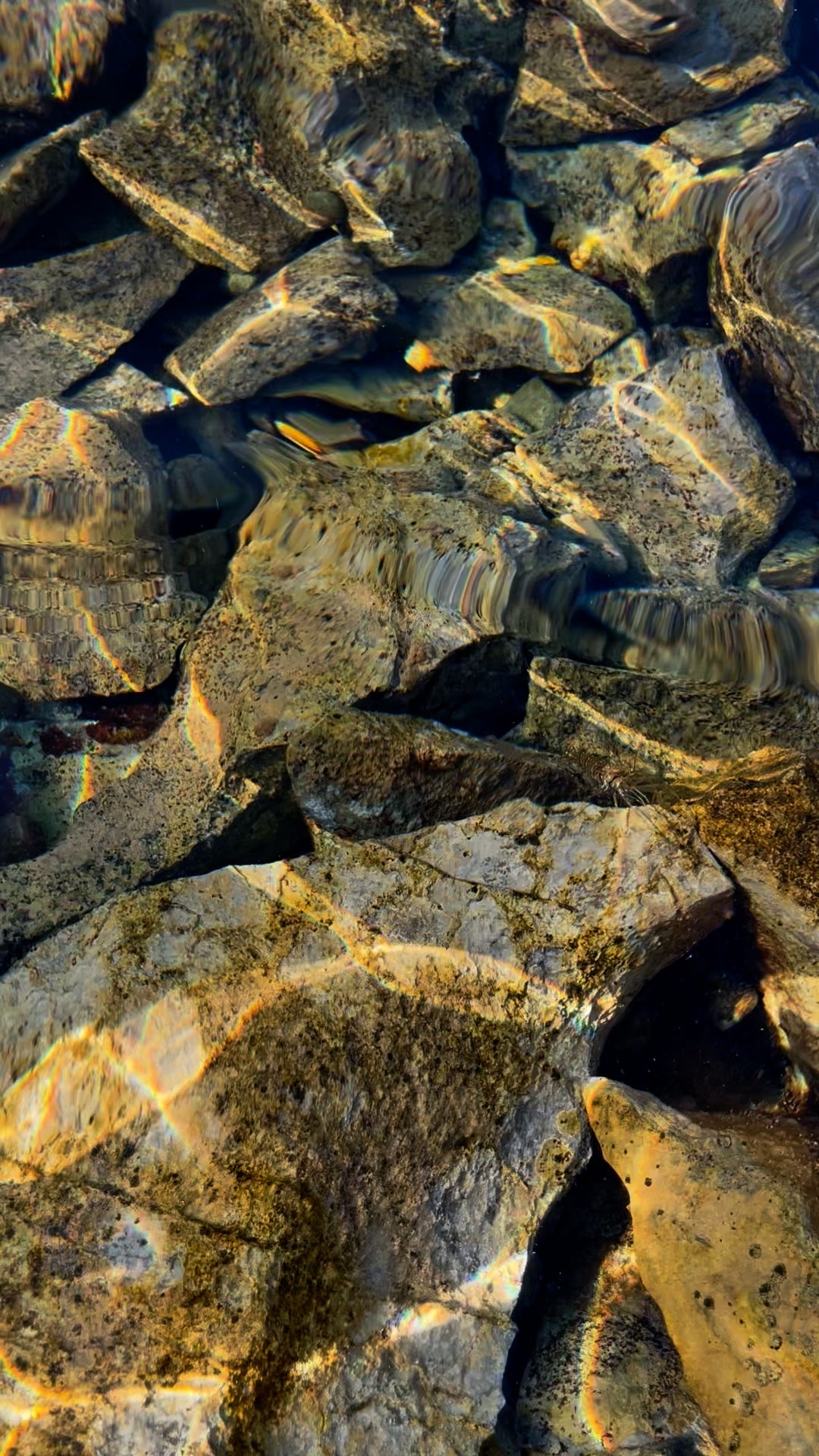 #tropicmarintanks #tropic_marin #tropicmarin #aquaunited #kelements #aelements #nitribiotic #reefactif #eatsleepreef #allmymoneygoestocoral #reefporn #reefers4reefers #reeftank #reefaquarium #reef2reef #seafari #nanoreef #saltwateraquarium #scireef
@tropicmarinusa@tropic_marin_br @tropic_marinarg@tropicmarinperu @aquarium_planet_cr @scireef@aqua.united.gmoh