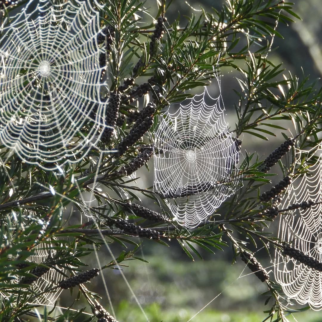 Spiderwebs in the morning light...