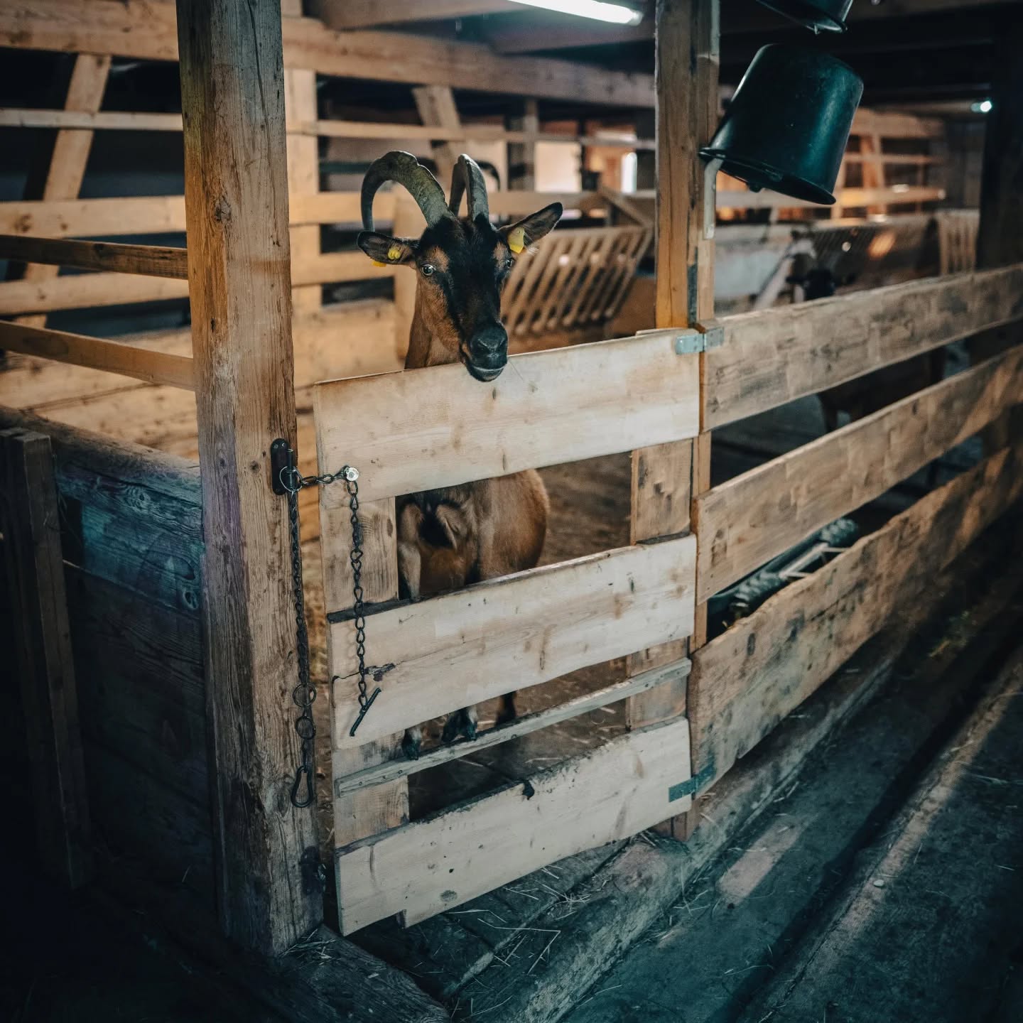 Unsere Ziegen liefern für uns einen der wertvollsten Rohstoffe, die wir hier oben auf der Alpe haben: Milch. Quark und Käse stellen wir daraus direkt her und veredeln beispielsweise den Quark zu unserem Kuchenklassiker - den Geißkäskuchen. 
Viel ist es allerdings nicht mehr, was unsere vierbeinigen Mädels jetzt kurz vor Anbruch unseres letzten Alpmonats noch an Milch liefern. Die Weide ist längst nicht mehr so voller Nährstoffe, wie sie es in den letzten Monaten war. Für Käse reicht es inzwischen nicht mehr, muss es aber auch nicht. In vier Wochen geht es für unsere Lieben dann ohnehin in die Winterruhe. 
Rund zwei Tonnen Milch werden wir bis dahin über den Alpsommer von Hand gemolken haben. Eine ganz schön stattliche Leistung von unseren zierlichen Damen, die dies nur aus Alpweide, Quellwasser und ganz wenig Lockfutter beim Melken produzieren. Und uns und euch damit viel feine Momente beschert haben.
Ihr wollt gern noch mehr Ziegenspezialitäten probieren? Dann ist aktuell die beste Gelegenheit. Entweder kommt ihr uns nochmal besuchen oder nutzt die Allgoiß-Genusswochen, die aktuell bis zum 5. Oktober mit Unterstützung der Ökomodellregion Kempten-Oberallgäu #oekomodellregion_oa_kempten stattfinden. Dabei bieten mehrere Gastronomen im Allgäu Gerichte rund um die Geiß an. Die Urprodukte stammen direkt von Allgäuer Landwirten. 
Frischer und regionaler wirds nicht. Lasst es euch schmecken. 
Genießen könnt ihr bei:
• Bio Berghotel lfenblick Balderschwang #bioberghotelifenblick
• Gaißbock in Fischen #gaisbockdiedorfalpe
• Alpe Sonnhalde Oberstaufen #alpesonnhalde
• Brauereigasthof Mohren Leutkirch #brauereigasthofmohren
• Schalander Kempten #schalanderkempten
• Haus Tanne im Kreuzthal bei lsny 
Das Ziegenfleisch kommt von den drei Allgäuer Bio-Milchziegenbetrieben 
• Berglandhof Hosang (#berglandhof_hosang)
• Ziegenhof Egger (#ziegenhofegger)
• Landschaftspflegehof Adelegg (#farmingmagdalena) 
Mehr zur Allgoiß erfahrt ihr unter oekomodellregionen.bayern/oberallgaeu -kempten
#alpesonnhalde #oberallgäu #allgäu #oberstaufen #alpwirtschaft #almwirtschaft #hündlebahn #naturparknagelfluhkette #ziegen #ziegenfleisch #allgoiß