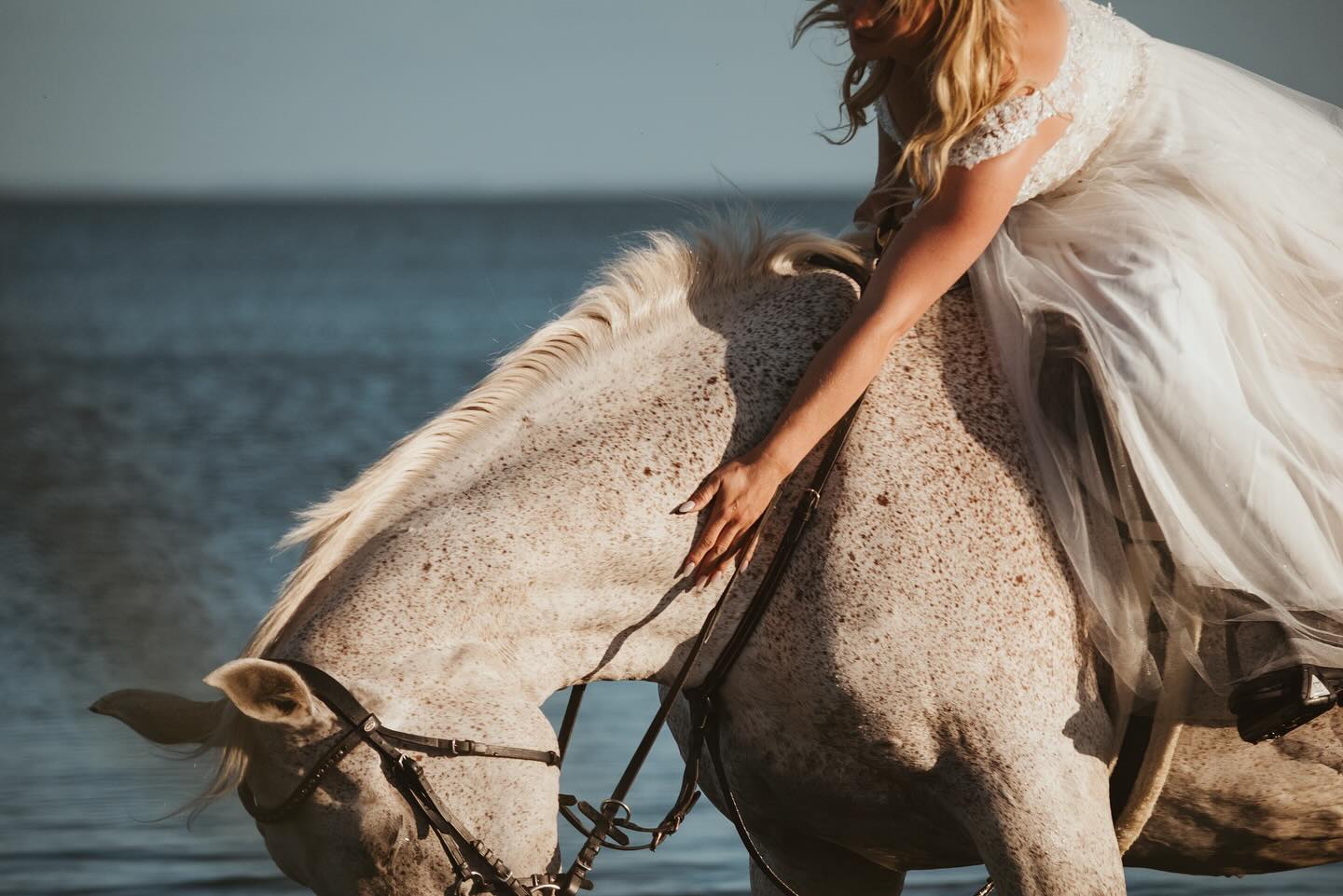 ANNE & BLONDI ☀️
Vor fast genau 1 1/2 Jahren haben wir uns vorgenommen mit Pferd und Brautkleid nochmal ein Shooting am Strand zu machen. Dieses Jahr war es nun so weit. Das Wetter perfekt, ein kleiner Zeitslot zwischen dem Ferienkindertrubel hat sich auch gebildet und Anne & Blondi waren bereit an den Strand zu reiten. Ich also den Kamerarucksack und das Brautkleid im Kofferraum verstaut und hinterher gefahren. Und was soll ich sagen, ich bin soooo verliebt in die Bilder und mal wieder unendlich dankbar, dass ich Menschen mit ihren Tieren um mich habe, die einfach alles mitmachen und mir permanent meine Fotografenwünsche erfüllen ☺️🥹📷
Nächstes Jahr besorge ich mir Shootingkleider, nehme mir mehr Zeit und vielleicht auch mehr Frauen mit ihren Pferden mit an den Strand und halte nochmal ein paar Bildideen fest. Das würde mein Fotografenherz vermutlich platzen lassen 🥹✨
Bilder sind Grundbearbeitet ☀️
•
Du hast Fragen oder möchtest direkt ein Shooting buchen? Meld dich gern 🌸
📧 info@tierfotografie-thueringen.de
💻 www.tierfotografie-thueringen.de
#pferdefotografie #tierfotografie #thüringen #rügen #altkamp #pferdehofaltkamp
