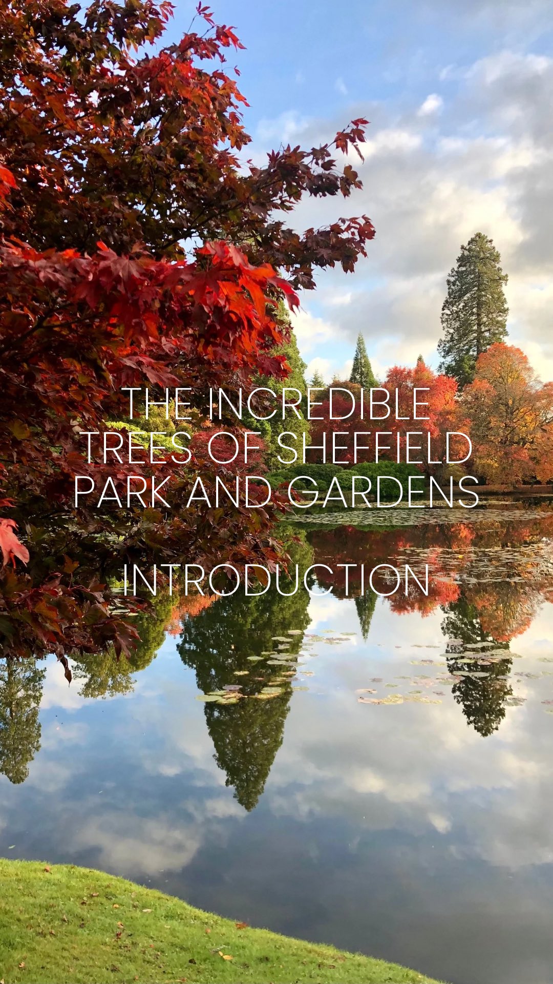 Introducing our mini series: The incredible Trees of Sheffield Park and Gardens!
Senior gardener Steve Feazey and I will be showing you some of the gardens’ incredible tree collection. Autumn is one of the best times to visit the park as it’s famous for its autumn colour and we have some beautiful trees with incredible autumn colour to show you, you’re in for a treat!
We’re also going to show you trees that you can plant in your own gardens, trees that are suited to our changing climate and trees of historic significance to Sheffield Park.
So we hope you’ll join us on our tree journey! Who’s excited?! We are 😆🙌
⸻
ABOUT: Joe Perkins Design is a multi-award-winning landscape design consultancy, creating innovative outdoor spaces that celebrate the environment, wildlife, and biodiversity. Working across the UK and internationally, we partner with clients who share our passion for sustainable and visionary design. Discover more about our work at: www.joeperkinsdesign.com