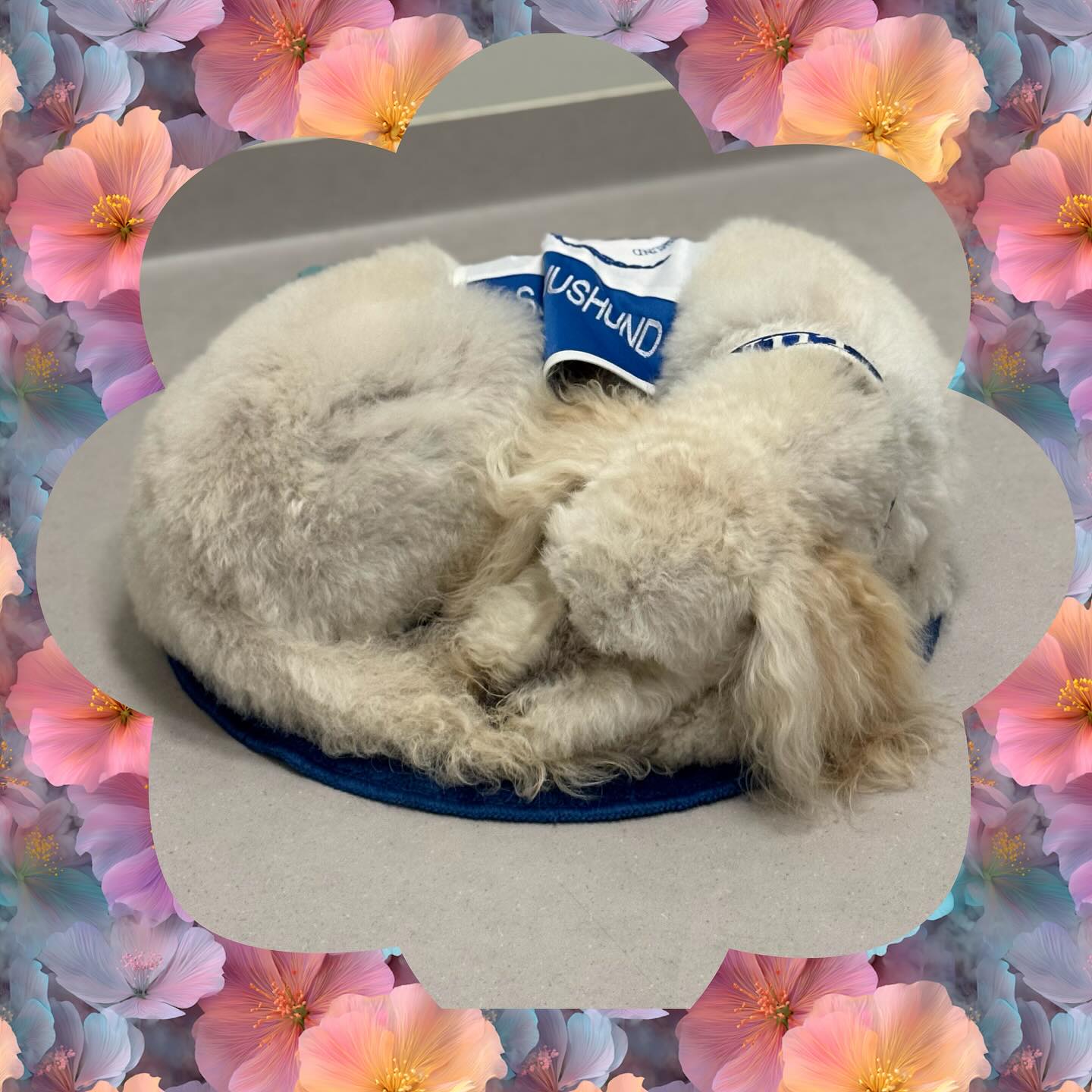 Sjukhushunden, som hjälper & stödjer de sjukhusrädda barnen vid jobbiga undersökningar, som följer till den läskiga MR-kameran, som tåligt väntar & vilar när MR-undersökningen pågår, som lindrar smärtan, som bara är BÄST💞 #sjukhushund #sjukhus #hund #hospital #dog #Mälarsjukhuset #MSE #regiongavleborg #akademiskasjukhuset #bäst