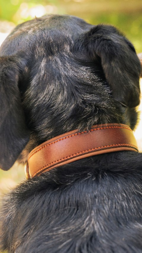 🍂 Un collier aux couleurs de l’automne 🍂
Confortable, solide et élégant, il accompagne chaque balade et chaque instant de complicité avec votre chien 🐾
Un savoir-faire artisanal pour un accessoire qui dure et qui a du style ✨
👉 Et vous, votre loulou aussi est prêt pour les balades d’automne ?
✨ Collier uniquement sur commande 😉
#collierchien #ArtisanatFrançais #chien #cuir #artisandart #latelierduharas #chienheureuxmaitreheureux #accessoireschiens #fabriqueenoccitanie #madeingard