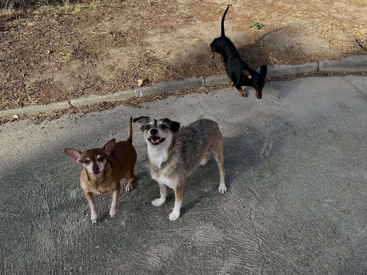 #cuidadoresdeperros #madrid #mascotas #españa #igersmadrid #perros #dogs #dogsofinstagram #perrospequeños #dogslife #dogfriend #fotosdeperros #comoencasa #vacaciones #doglover #pomeranian #chihuahua #caniche #bichón #bichonmaltes #shitzu #shitzulovers #pomerania #pomeraniaespaña #teckel #otoño