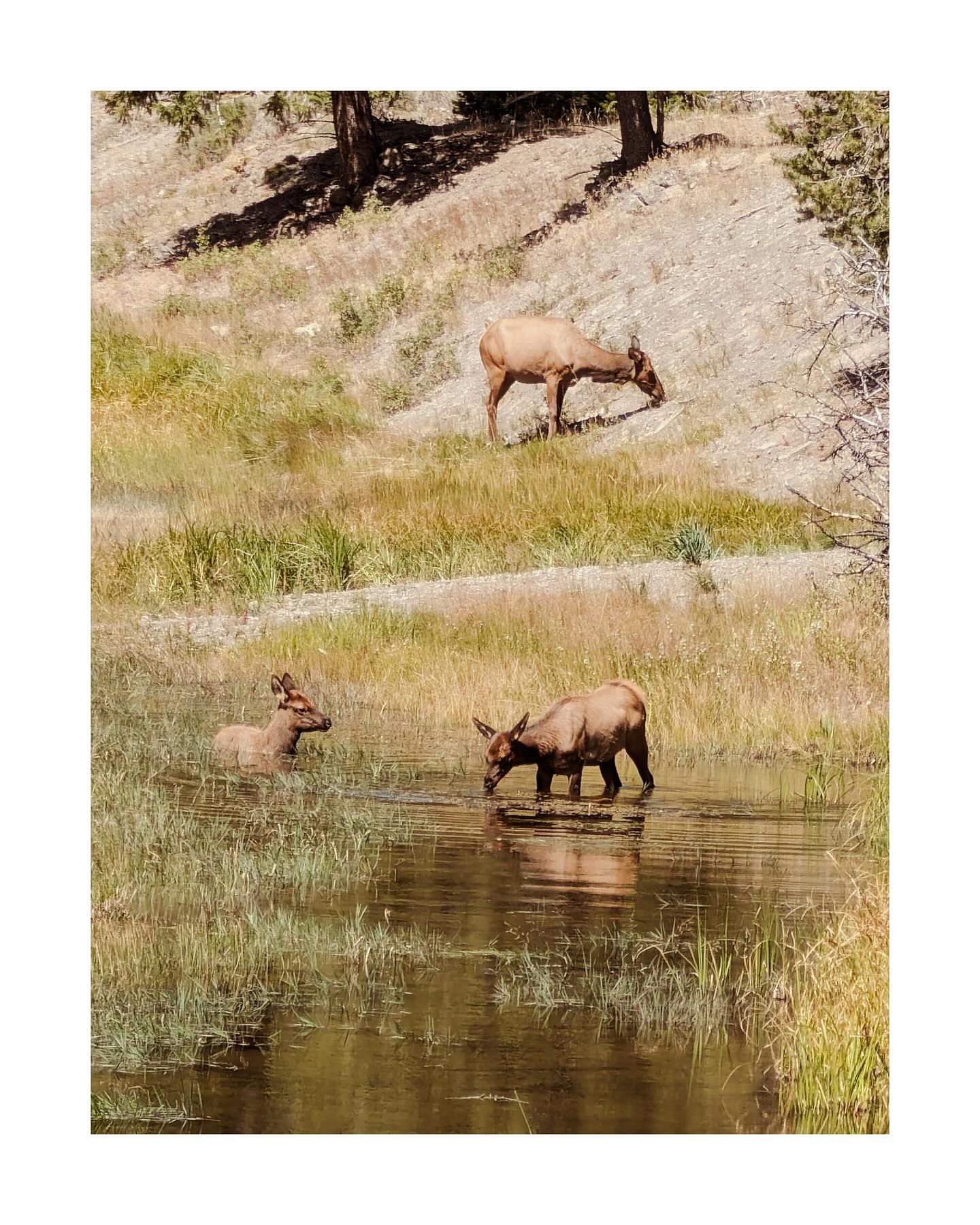 Spa Day
.
.
.
.
.
#grandtetonnationalpark #wildlife #wild #animals #nature #grass #grazing #green #water #naturalwater #trees #elk #wyoming #wy #tetontough #parkrangers #roadtrip #travel #travelphotographyy #wildlifephotography #streetsphotography #nationalparks #usa #northamerica #americasbeautifulparks #genesis #spaday #animalstagram #wetlands #summer