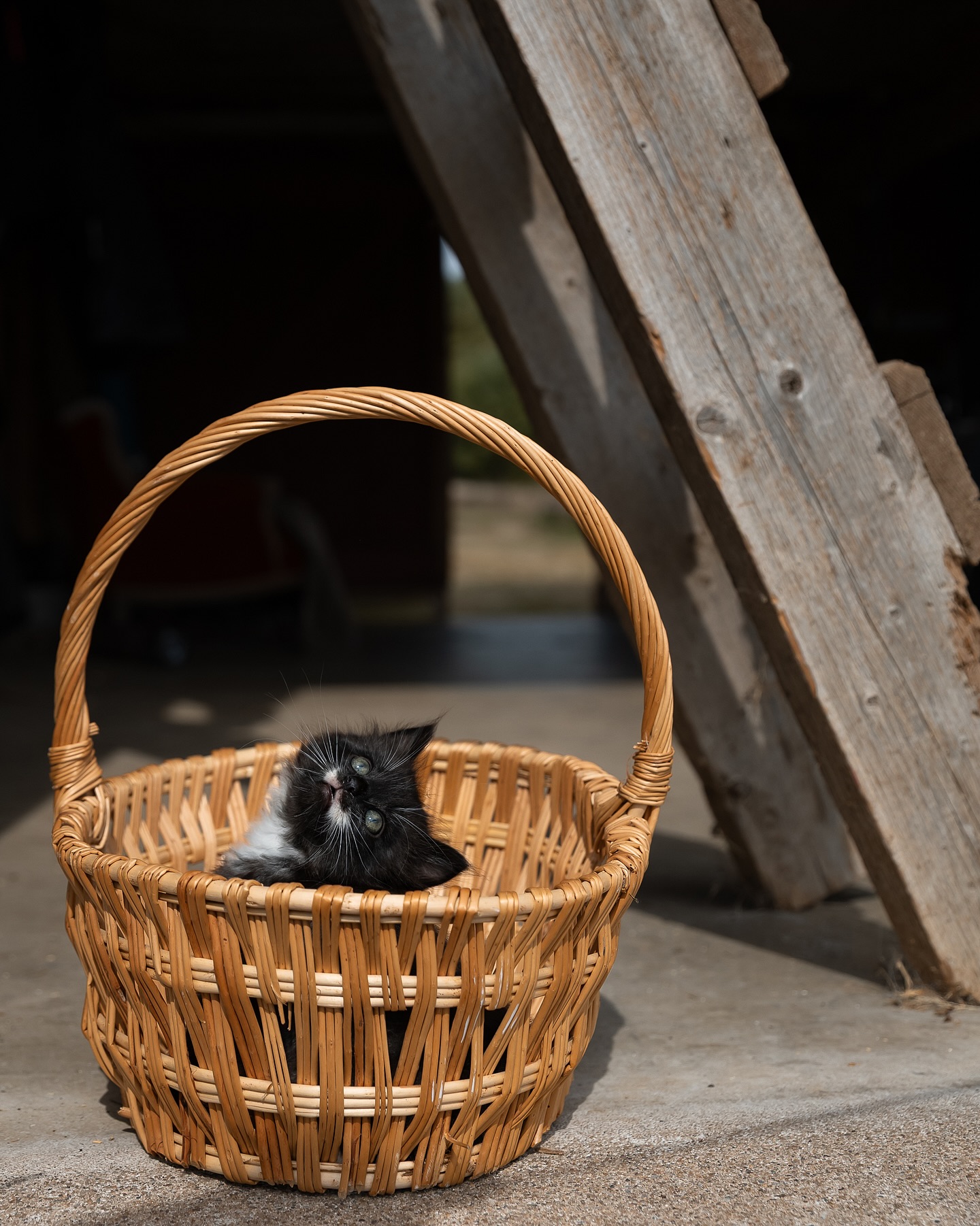 Just a little teaser… 🙈
Excited to be working with @shaidtreeanimalshelter again this year on their calendar, and trust me, it’s kitten cuteness overload!
#shelter#novascotia#ns#kitten#petphotographer#petphotography#kittenportrait#adopt#adoption#novascotiaphotographer#animalshelter