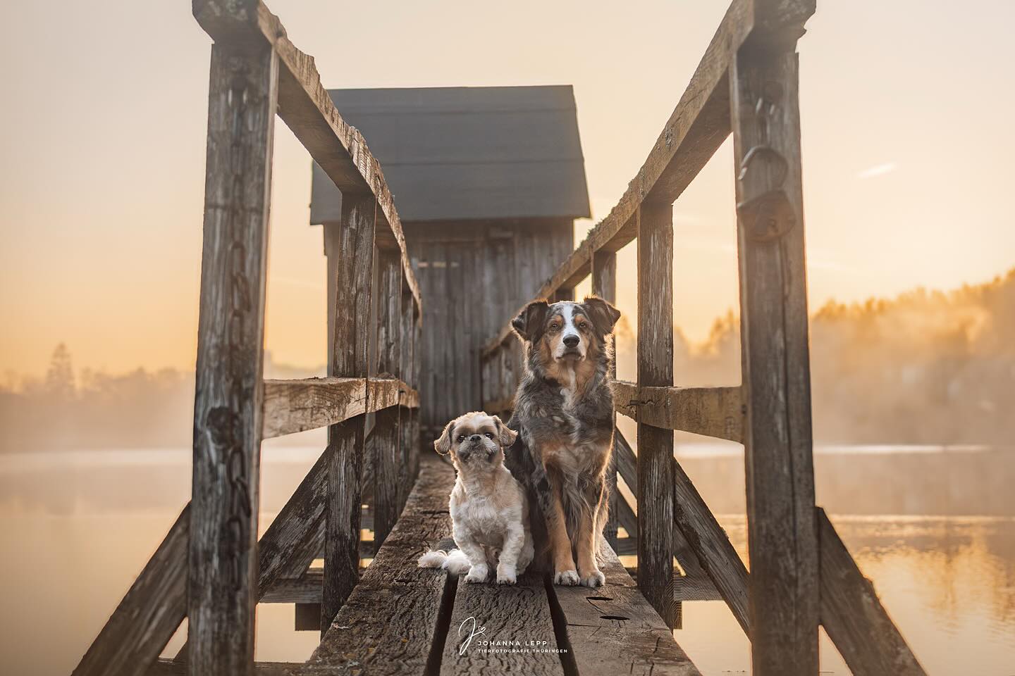 MILOW & LILLY
Ein weiteres Bild vom Portfoliotag von @purrpaws_fotografie von Anfang diesen Jahres. ☀️
Aktuell sitze ich viel vor dem Bildschirm und komme endlich dazu weitere Bilder aus freien Projekten zu bearbeiten. Ich kann es schon kaum abwarten mit einem Tee und einer Wärmflasche den ganzen Winter Festplatten zu sortieren und Bilder aus vergangenen Shootings nochmal durchzuschauen ☺️✨
•
Du hast Fragen oder möchtest direkt ein Shooting buchen? Meld dich gern 🌸
📧 info@tierfotografie-thueringen.de
💻 www.tierfotografie-thueringen.de
#hundefotografie #tierfotografie #thüringen #portfolioday #harz
