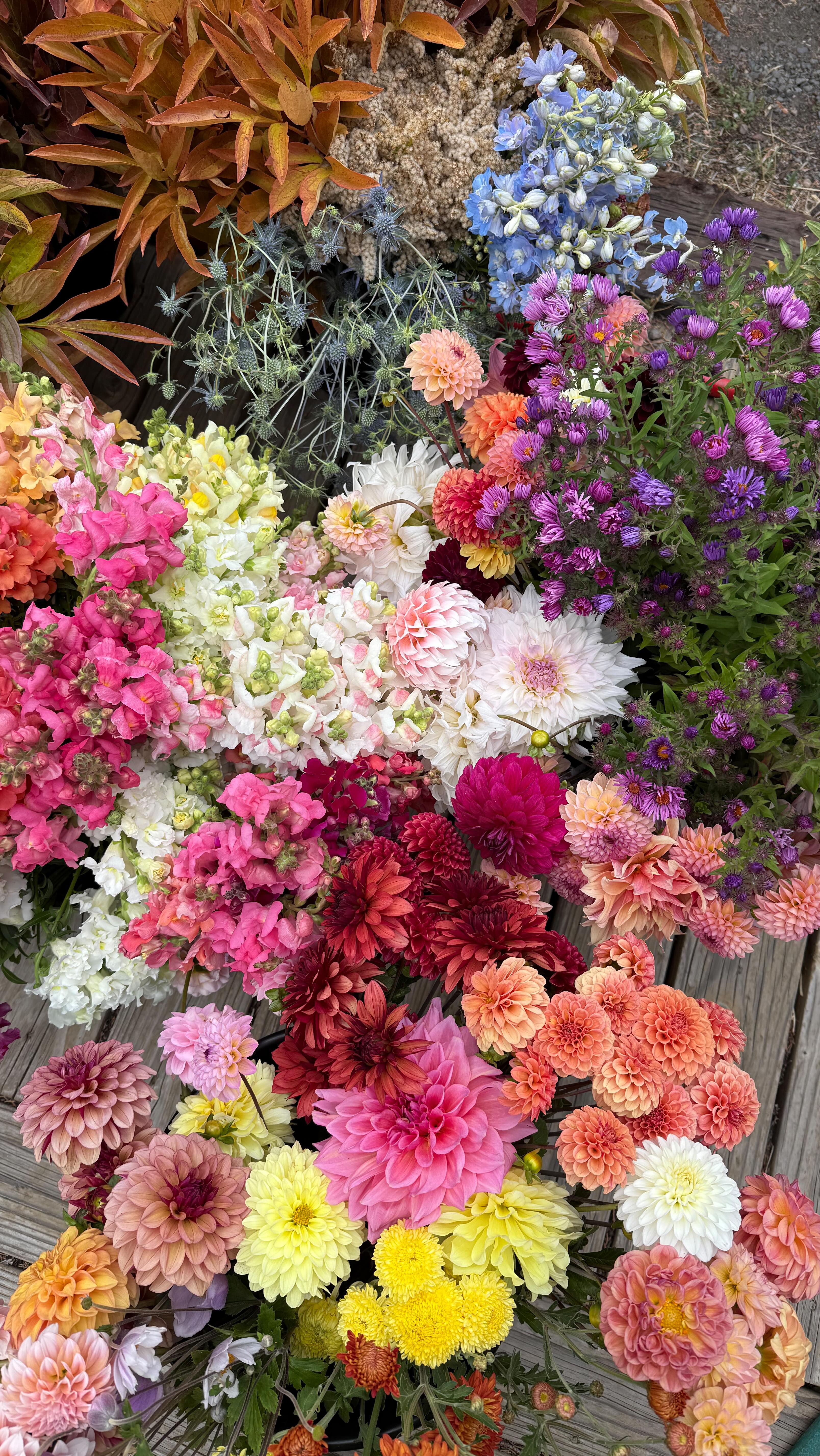 Monday
Definitely feeling like a proper fall morning today. With the cold freeze coming our way, I think this WILL be the last big haul. There's a sea of peony foliage heading to the market - I think I am making more $ selling the foliage vs. flowers this season😂, but it shows that it is a versatile crop to have on the farm. Have a great week all!