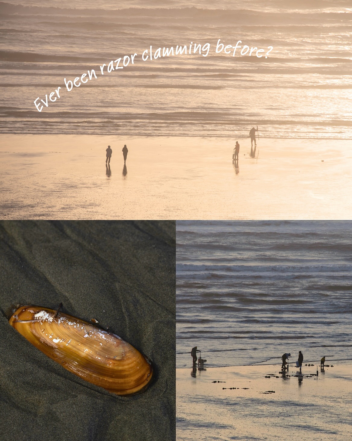 You haven’t lived until you’ve squealed over a hole in the sand. That little dimple? It’s basically nature’s treasure map to dinner. 🦪
👉 Our Self-Guided Clamming Kits give you everything you need to dig into the tradition (clam tube, mesh bag, optional headlamp for evening tides). Just bring your people and your sense of adventure.
DM “CLAM” for the link to reserve your kit!
#pnwadventure #pnwlife #washingtoncoas #pnwonderlan #seabrookwa