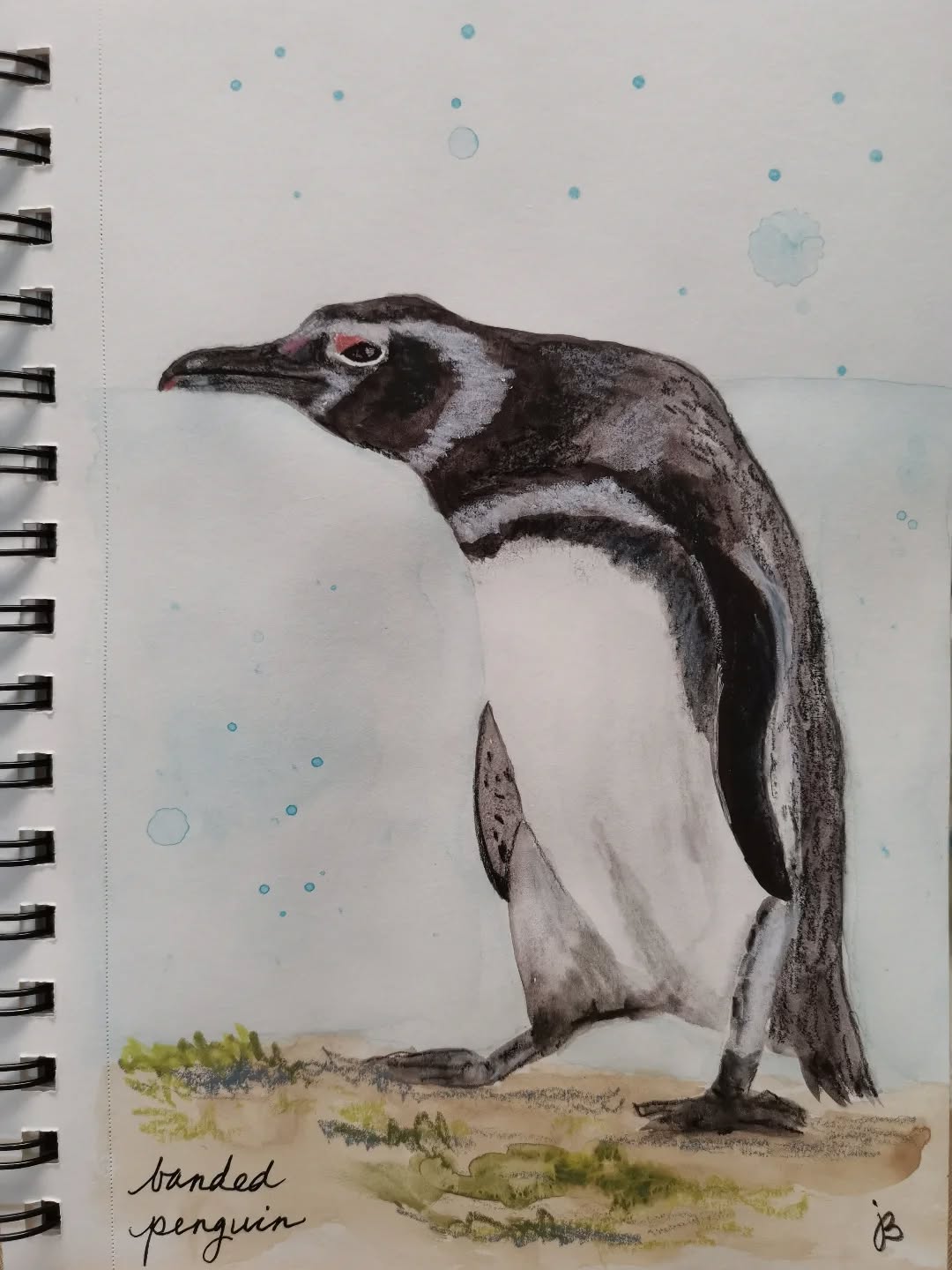 #Birdtober2025 is back! Trying to be quick and not so fussy during the 31 days of #birdtober
This year I'm using watercolor, neocolors II, pencil crayons, charcoal, and gelly roll pens. Whatever floats my 🐦
I'm working on Clairefontaine watercolor paper 5.8x8.3" (A5) cold press paper.
@aholmesartstudio #ilovebirds #bird #birdartist #birdart #birddrawing #birdpainting #birdillustration #birdnerd #birbs #painting #drawing #illustration #birdchallenge #watercolorart #watercolorpainting #pencilsketch #fabercastell #clairefontainepaper