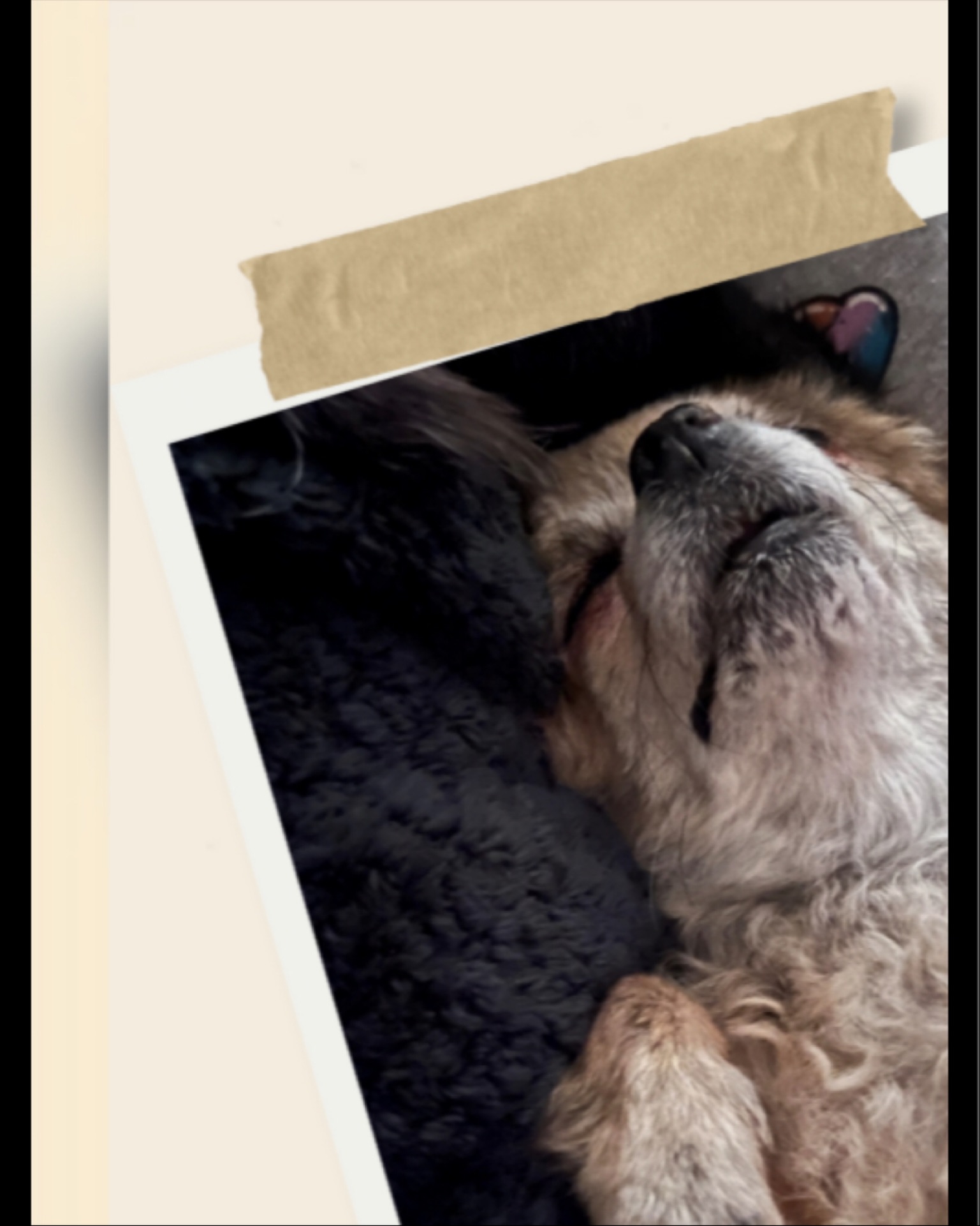 👵🐶 Voici Chaï,🐶👵
12 ans au compteur et toujours plus d’énergie qu’un chiot sous caféine ☕️!
Mamie au grand cœur (littéralement 💓… souffle inclus 😅), elle ne recule devant aucune aventure – sauf peut-être celle de rater l’heure des croquettes 🍽️.
Curieuse comme pas deux, elle inspecte chaque recoin comme si elle était en mission secrète 🔎, et dès que la gamelle arrive… 💃 elle se transforme en danseuse de claquettes digne de Broadway !
Et bien sûr, les câlins sont obligatoires – sinon elle dépose plainte pour manque d’affection 🐾❤️.
#CrapuloussClub #PetsittingBruxelles #HappyPets #BrusselsDogSitter #PetLovers #DogWalkerBruxelles #CatsOfBrussels #PetSitterLife #ChienEtChat #dogsitting #dogsitterlife #bxl #brubru #flagey #ixelles #etterbeek