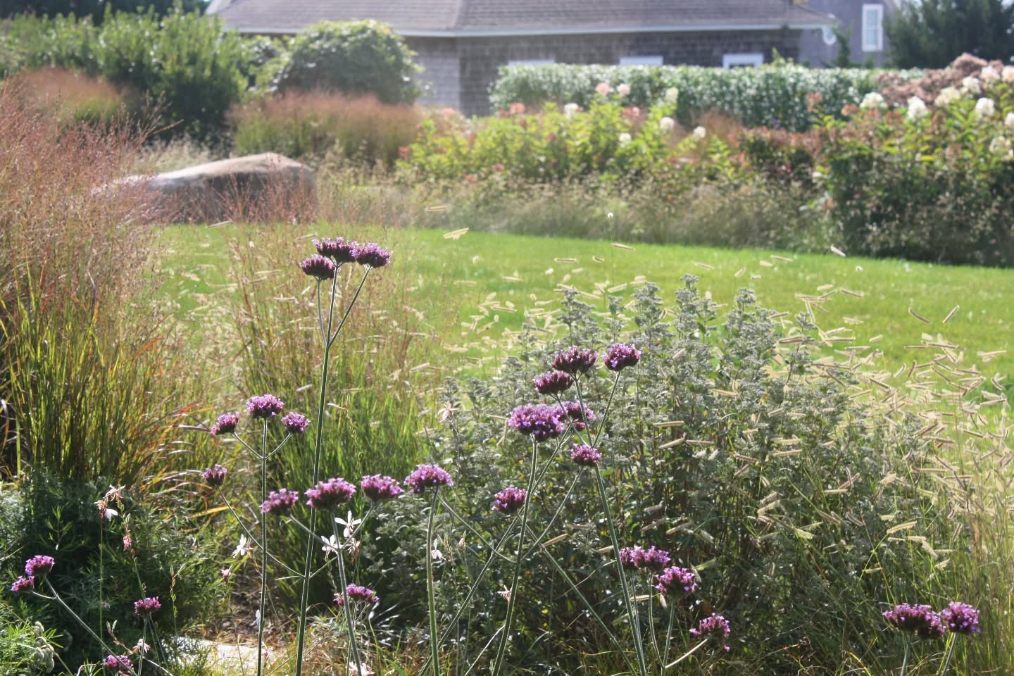 Verbena dances in the ocean winds among swaths of mountain mint, Bouteloua, Panicum, and Echinacea
.
.
.
.
.
Completed in collaboration with our friend and mentor, Anne Penniman Associates. @annepennimanlandarch
.
.
#triplettdesignstudio #landscape #landscapedesign #landscapearchitecture #landscapelovers #residentialgarden #residentialdesign #newengland #senseofplace #coastallandscapedesign #newenglandgardens #gardeninspo #gardeninspiration #gardendesign #gardensofinstagram #landscapedetails #perennialgarden #ecology #sustainability #habitat #pollinators #native #nativeplants #backyardhabitat #coastalhabitat #gardensofRI #rilandscapedesign #rilandscapearchitecture #rhodeislandgardens #WesterlyRI