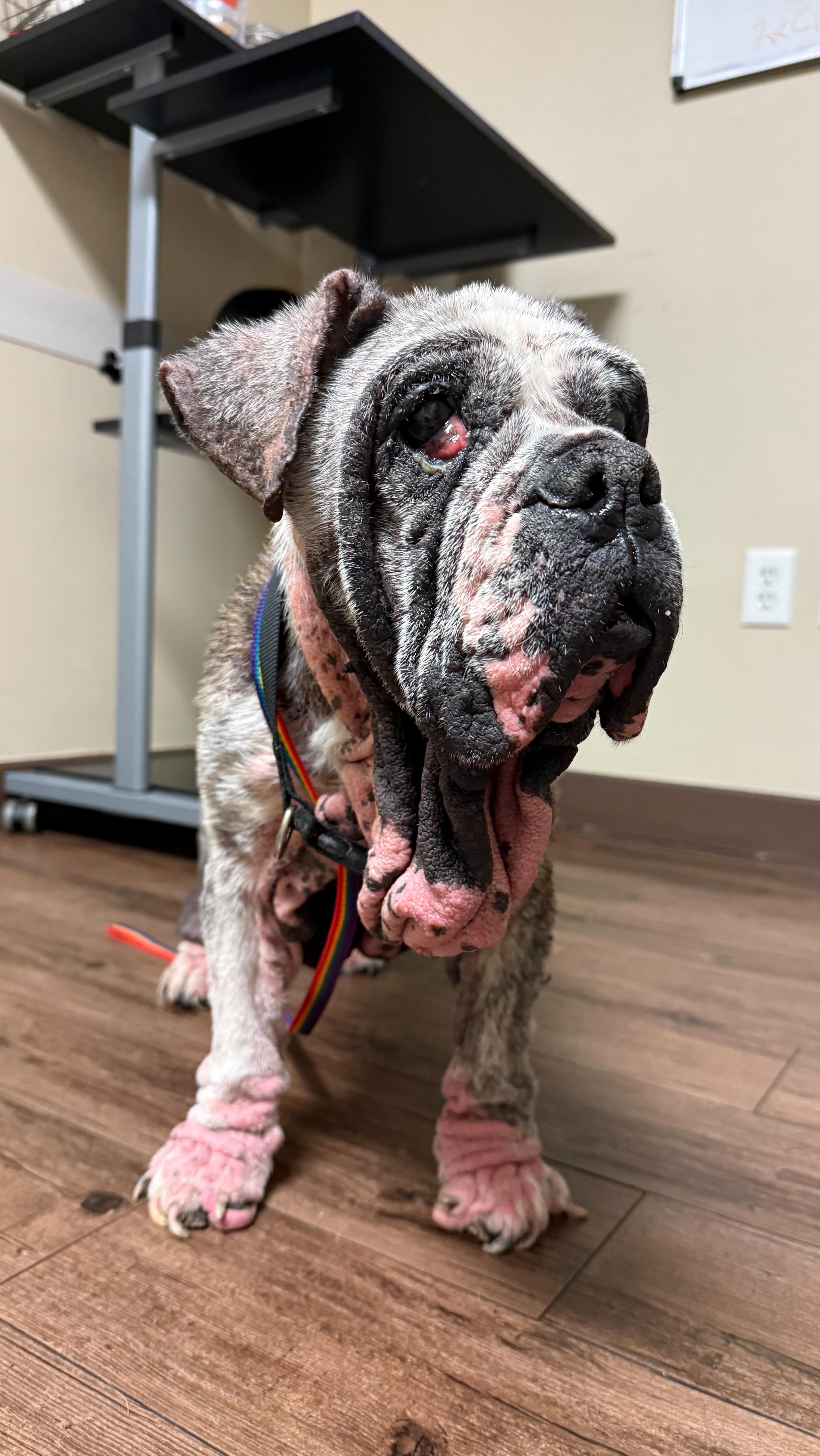 Meet Junie— Her frail body tells the story of years of neglect and overbreeding but the moment I met her, what struck me most wasn’t her suffering. It was her spirit. She is gentle. She is forgiving. And she is so damn sweet. Despite her outward appearance, I knew instantly: this is one of the most beautiful dogs I have ever met.
Because we’ve walked this road before, we knew her medical needs were complex. Thanks to Dermatology for Animals Scottsdale, Junie was seen on an emergency basis. Here’s what we know so far: her chronic, untreated allergies led to severe secondary infections— bacterial, fungal, and parasitic. When a compromised immune system is left unchecked, everything takes over. Junie has been living in constant pain and inflammation.
The good news? Just days into treatment, Junie is already feeling relief. Her skin is calming. Her pain is lifting. Her light is shining through again. Her road to recovery will be long and, truthfully, expensive—but every step is worth it.
If you have the ability to help us fight for Junie, the link to donate is in our bio. Other ways to support are below. Please, share her story. She is what I tell her a hundred times a day—an angel on earth 🫶🏻✨
.
.
.
.
#savethestreetdogs #juniesjourney
Website: Skysanctuaryrescue.org/donate
Venmo: @ skysanctuary
Paypal: info@skysanctuaryrescue.org
Zelle: info@skysanctuaryrescue.org
CashApp: $Skysanctuaryrescue