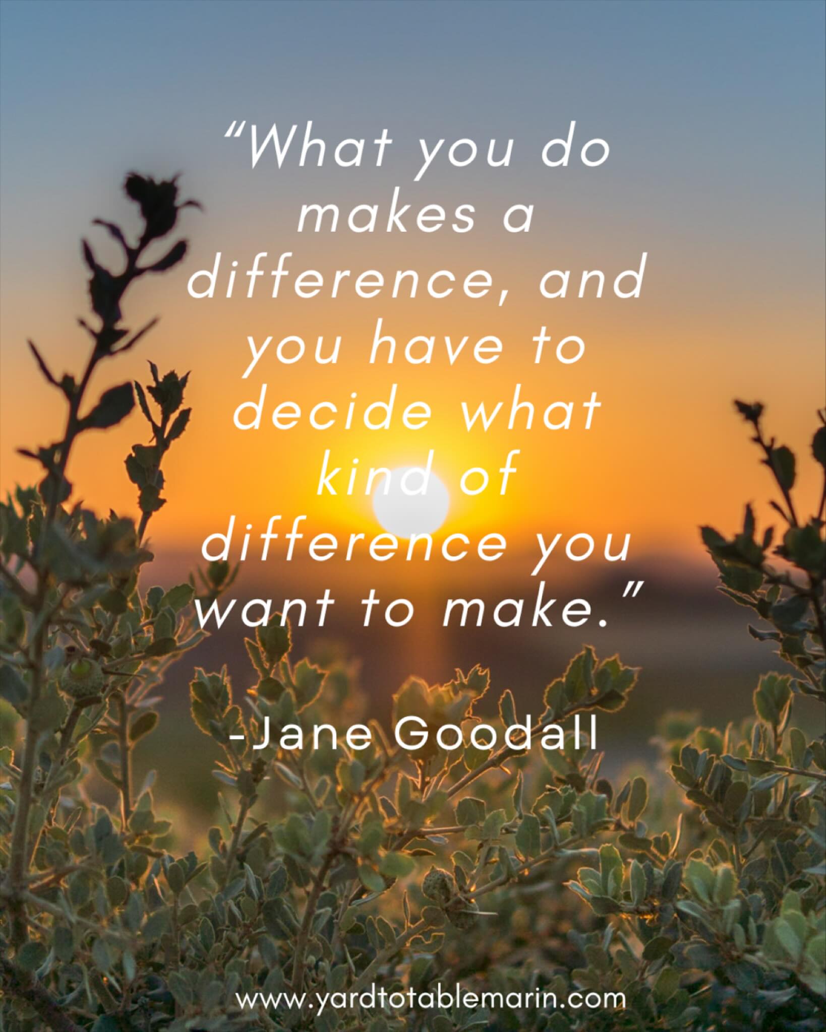 “What you do makes a difference, and you need to decide what kind of difference you want to make.” -Jane Goodall
