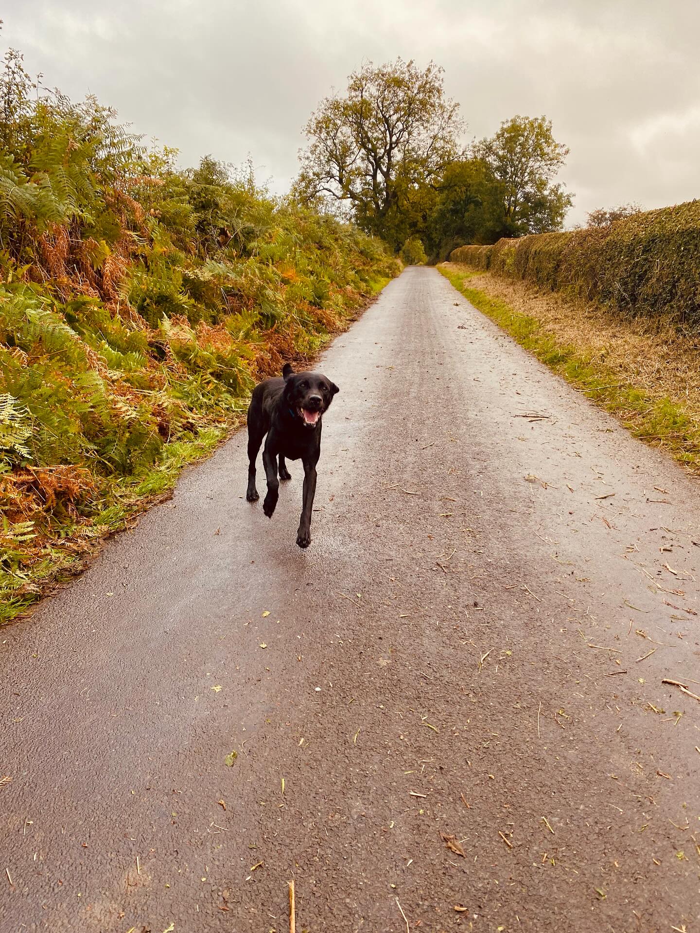 🐶 We don’t just allow dogs — we welcome them!
Our cottage is made for countryside rambles, stick chasing in Hackfall Woods, and curling up by the fire after a muddy adventure.
Bring your best friend — no need to leave them behind 💚
🐾 Dog bowls provided
🐾 Enclosed courtyard garden
🐾 Towels for muddy paws
Tag a dog lover who needs a weekend here ⬇️
#dogfriendlyuk #dogfriendlyholiday #riponstaycation #petfriendlycottage #grewelthorpe