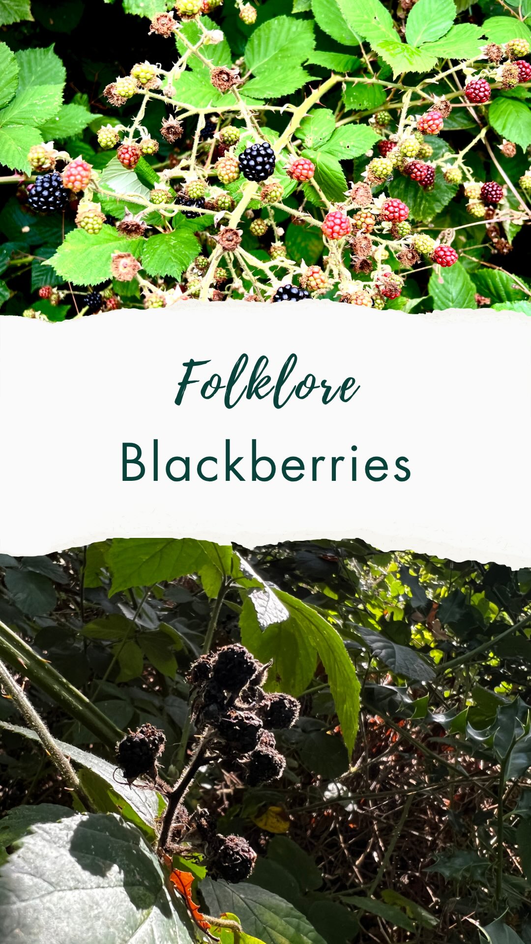 ‼️You should not forage blackberries from today‼️
According to folklore, 29 September is the day that the archangel Michael kicked the devil out of heaven.
Devil fell to earth and … landed on a blackberry bush. He was so angry that he spat on the blackberries!
So the story goes that the blackberries are cursed every year after Michelmas.
To be fair there are no blackberries near me that even look slightly tempting by this stage though I know in other parts of the country people are still foraging them.
Sources for this -
The story of Michael casting the Devil (the dragon) out of heaven is straight from the Book of Revelation.
The folklorist Sir James George Frazer in The Golden Bough (1890, 1922 ed.) mentions the tradition that the Devil spat or urinated on blackberries after Michaelmas, making them unfit to eat..
If you enjoy folklore like this, give me a follow 💚 @love_wild_plants