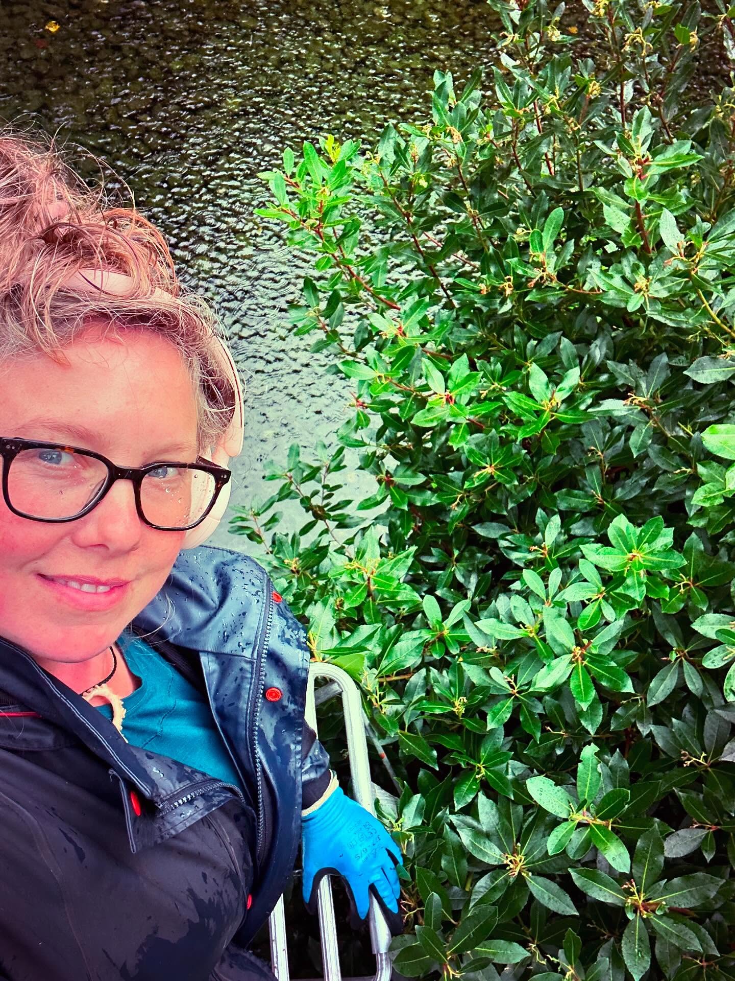 Ideal morning: Up a ladder in a pond in the rain, pruning Arbutus unedo to better display the totems. Listening to Neil Young.