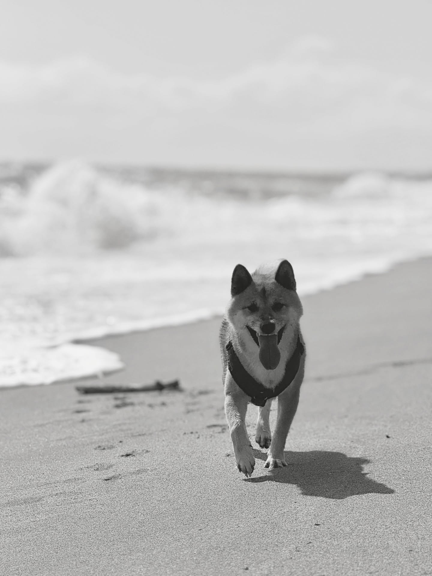 New Blog Post online!🦊
(Link in Bio)
Vanlife mit Hund-Freiheit auf vier Pfoten 🐾
Begleite uns und Yasuo auf unserem Abenteuer: Strand, Dünen, Felder und kleine Alltagsmomente, die das Leben unterwegs besonders machen.
#vanlifemithund #hundeabenteuer#vandoglife #vandogtraveller #mithundunterwegs #reisenmithund #wohnmobilleben #mithund