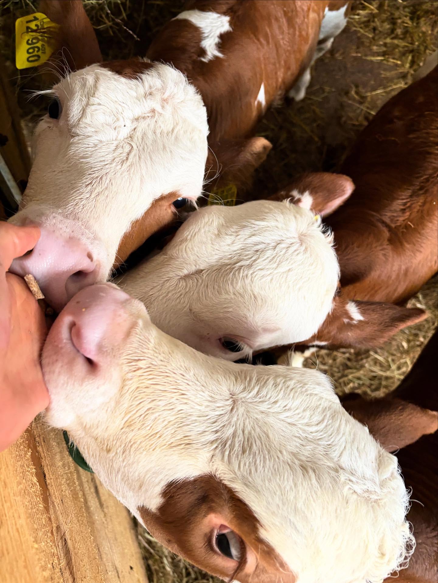 Unser Kaibi-Kindergarten…
#kaibi #kälbchen #innehalten #auftanken #besonderemomente #urlaub #urlaubaufdembauernhof #ferienwohnung #ferienwohnungsamerberg #kindergarten #stallrundgang #bauernhof #samerberg #weissnhof_samerberg #weissnhof #servussamerberg #wanderhöfesamerberg