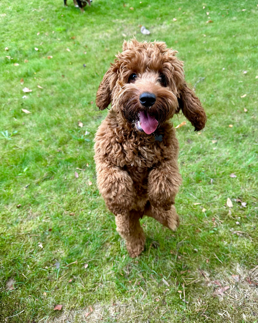 Puppy parents, listen up 👀 Training isn’t just sit and stay — it’s learning balance, rest, and play. 🐾 Read how we support pups from day one in our latest blog. Link in bio.
#DuncansDogCo #PuppyTraining #PuppyParents #PuppyTips #DogDaycareSurrey #SurreyDogs #CobhamDogs #HappyHealthyPups #PuppyCare #RaisingPuppies #DogMums #DogDads #PetParentsUK #PuppyLife #PuppyWellbeing #DogsOfSurrey #PuppyLove