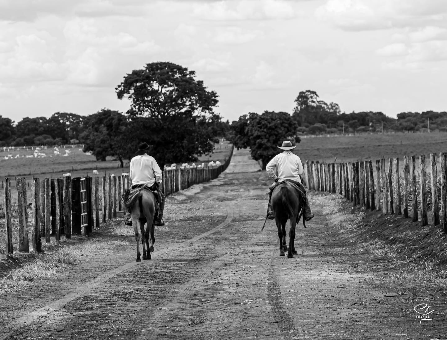 Caminhos nossos
trilhados na certeza
que o labor diário
é o sagrado
profano
fado
.
.
.
Ótima semana… 🍃
#fotografia #pretoebrancofotografia #cavalos #serenidade #fotografiandosk