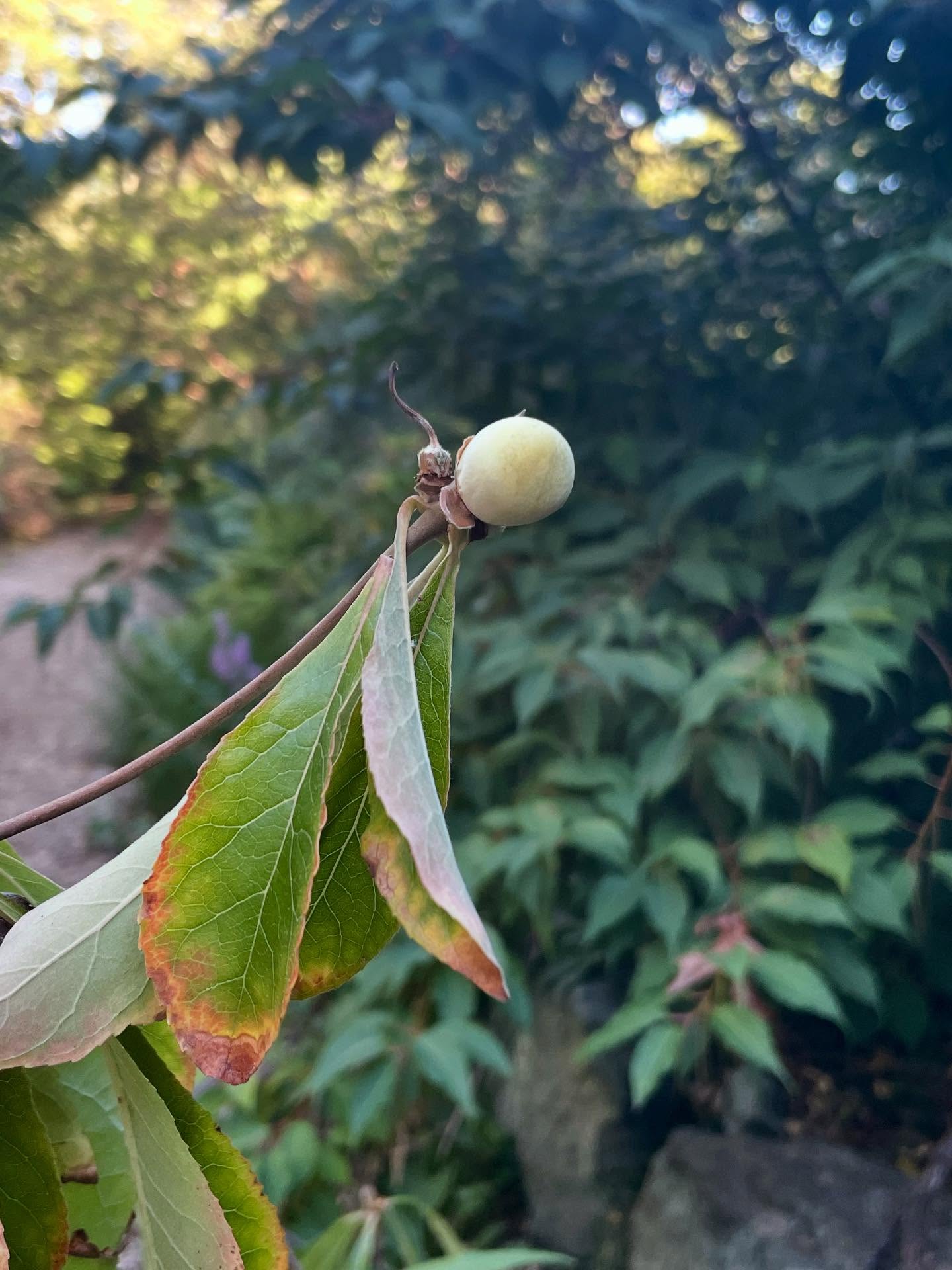 "I open at the close"
The Franklin Tree