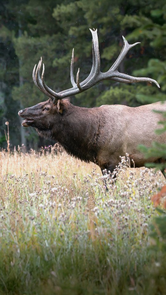 Stop scrolling for a moment to watch this magnificent bull elk (split 5) in Rocky Mountain National Park. Just a few soothing clips with rain and images I captured. Hope you enjoy! And thank you for being here. 🙏👊
Photography by @ascwildlife
.
.
.
#wildlifephotography #elk #elkrut #split5 #rockymountains#rmnp #bullelk