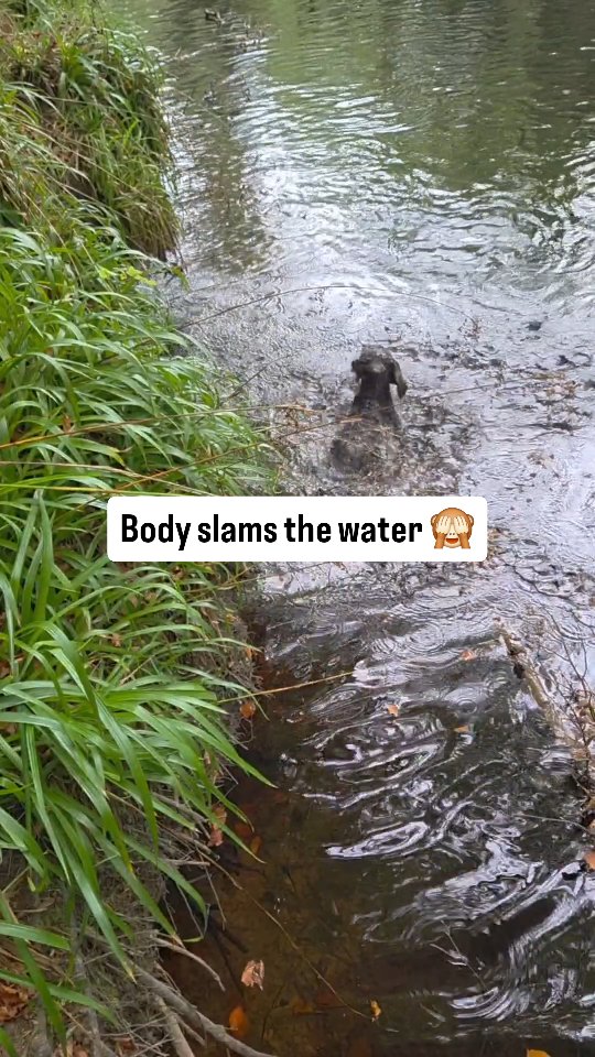 Well....that was a new experience
Jacob's new found confidence in water was taken to a whole new level today 😂
#cockapoo #waterdog #whatatwat