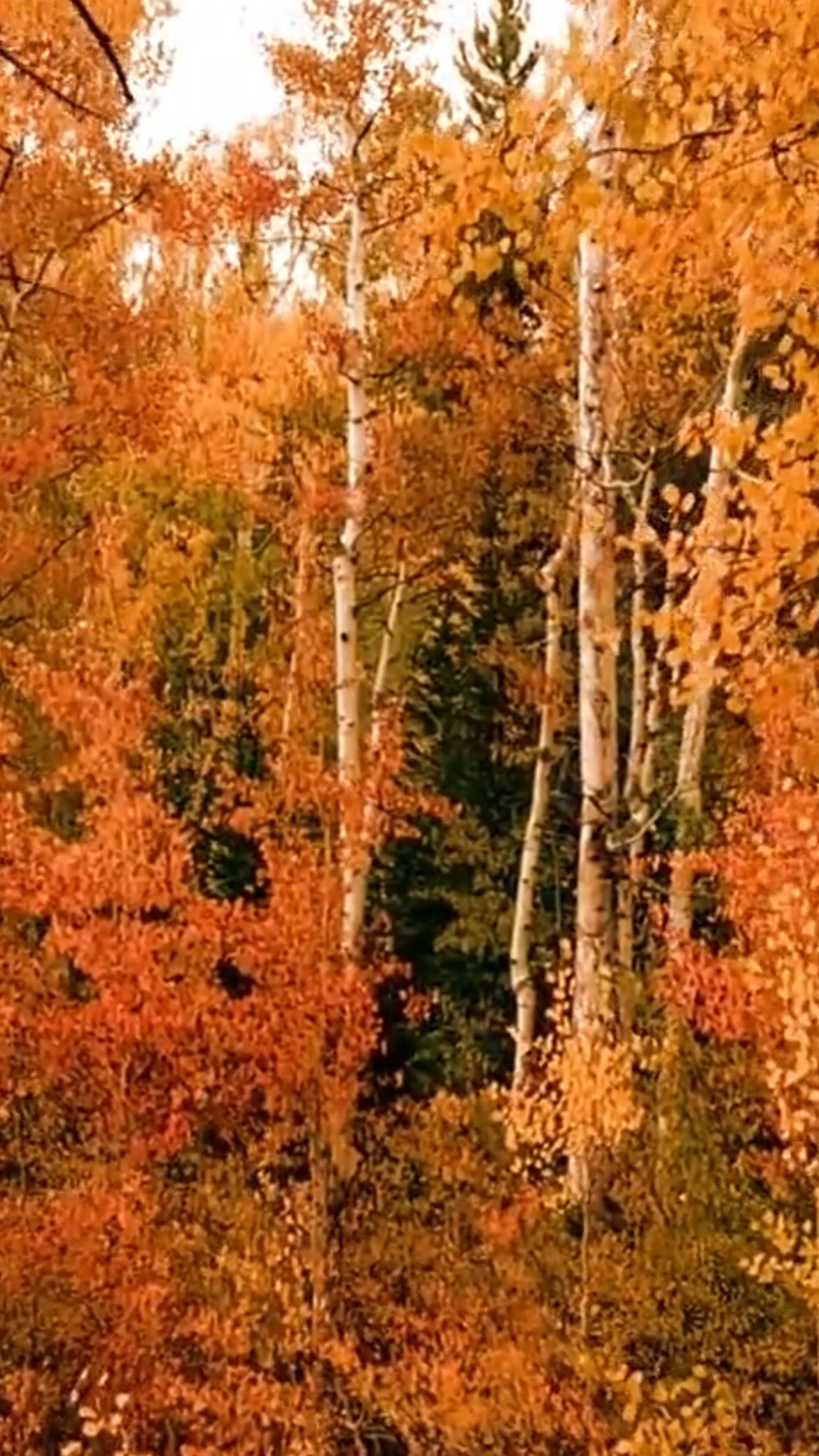 Le mois d’octobre marque mon anniversaire et annonce l’automne. C’est toujours très intense et révélateur chez moi. 🕯️
Comme les arbres laissent tomber les feuilles, nous pouvons nous libérer de ce qui n’est plus nécessaire et ne nous nourrit plus. 🍂
❓Que souhaitez-vous laissez tomber cet automne?
La nature lâche prise et c’est aussi un excellent moment pour explorer son souffle. Je vous propose donc 2 rendez-vous pour respirer ensemble, relâcher ce qui nous pèse et accueillir la saison avec douceur :
📅
Bressaucourt (JU) - samedi 4 octobre à 9h30
Neuchâtel - samedi 11 octobre à 9h
Places limitées, inscription obligatoire. Liens en bio
❤️
Danila