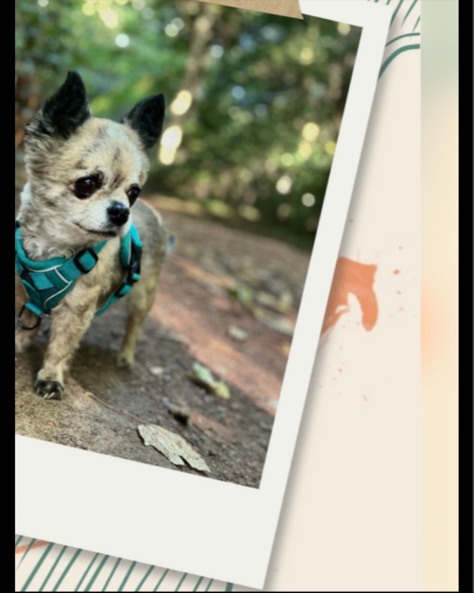👵🐶 Voici Chaï, 🐶👵
12 ans au compteur et toujours plus d’énergie qu’un chiot sous caféine ☕️!
Mamie au grand cœur (littéralement 💓… souffle inclus 😅), elle ne recule devant aucune aventure – sauf peut-être celle de rater l’heure des croquettes 🍽️.
Curieuse comme pas deux, elle inspecte chaque recoin comme si elle était en mission secrète 🔎, et dès que la gamelle arrive… 💃 elle se transforme en danseuse de claquettes digne de Broadway !
Et bien sûr, les câlins sont obligatoires – sinon elle dépose plainte pour manque d’affection 🐾❤️.
#PetSittingBruxelles #DogSitterBruxelles #CatSitterBruxelles #GarderieAnimaux #PetCareBruxelles #GardeAnimaux #BruxellesPets #PetServices #CrapuloussClub