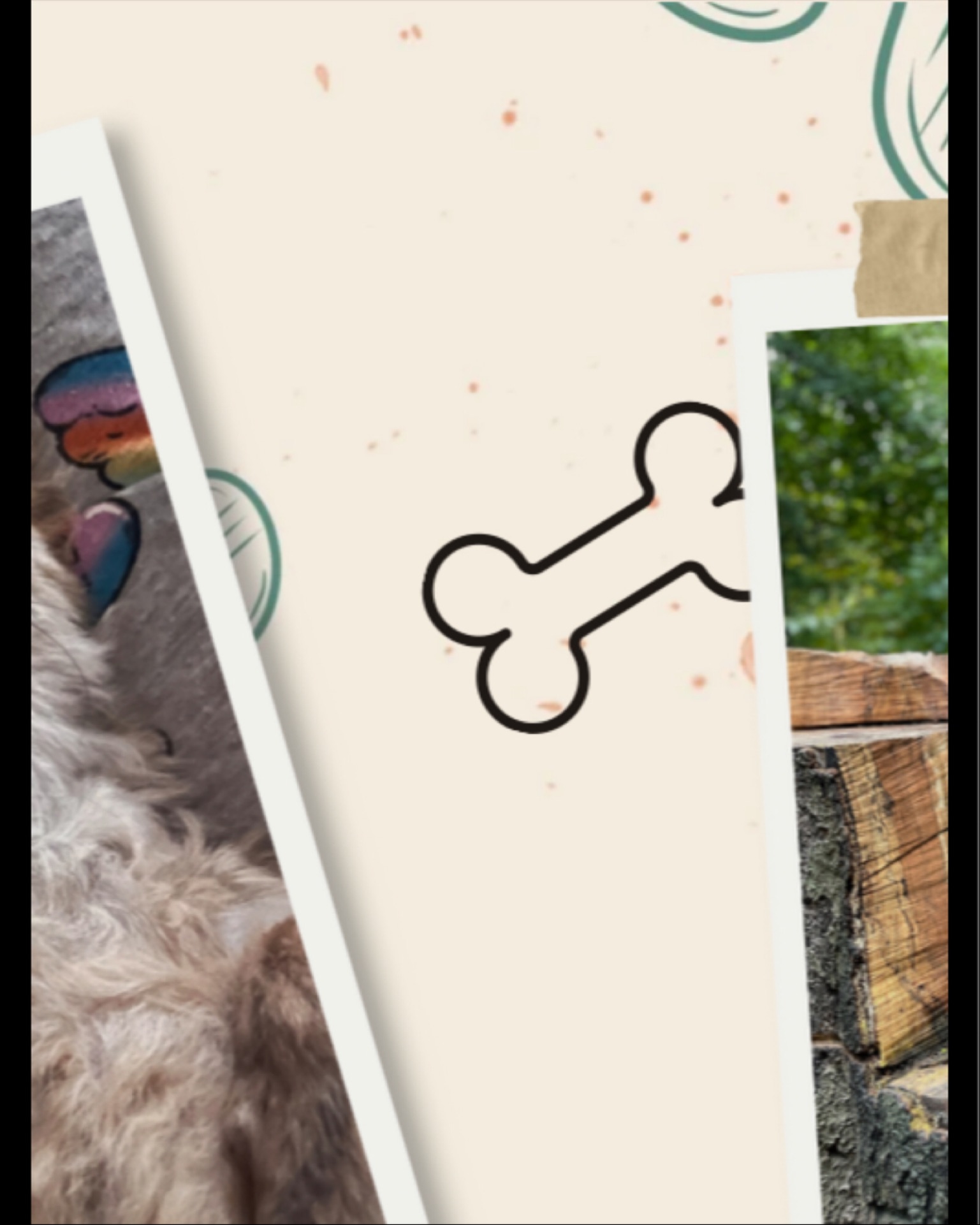 👵🐶 Voici Chaï, 🐶👵
12 ans au compteur et toujours plus d’énergie qu’un chiot sous caféine ☕️!
Mamie au grand cœur (littéralement 💓… souffle inclus 😅), elle ne recule devant aucune aventure – sauf peut-être celle de rater l’heure des croquettes 🍽️.
Curieuse comme pas deux, elle inspecte chaque recoin comme si elle était en mission secrète 🔎, et dès que la gamelle arrive… 💃 elle se transforme en danseuse de claquettes digne de Broadway !
Et bien sûr, les câlins sont obligatoires – sinon elle dépose plainte pour manque d’affection 🐾❤️.
#GardeAnimaux #PetSitterBruxelles #PetCareBruxelles #GarderieAnimaux #DogSitterBruxelles #PetSittingBelgique #BrusselsPetCare #CrapuloussClub #PetServices #brusselsbelgium #dogsofinstagram