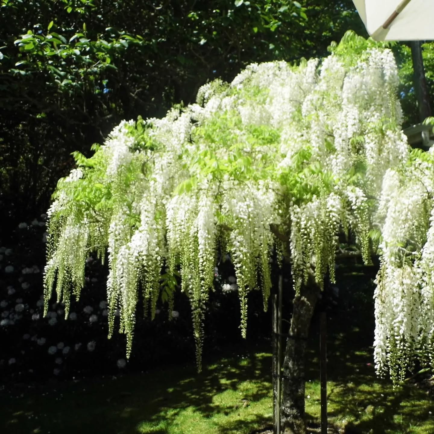 ๐ธ TICKETS ARE ON SALE NOW!! ๐ธ
Get your tickets for the Rotorua festival of Gardens Nov 14th,15th & 16th 2025 via our website and spend a day or 3 exploring fabulous gardens throughout the Rotorua region.
We have over 40 incredible gardens to visit,
20 of those are new to the festival this year.
Some will have live entertainment, product demonstrations as well as - art, crafts, plant and food stalls within them to purchase from.
We have re-introduced the one day passes this festival, so if you only have a day to spare you can still enjoy these stunning gardens
Tickets on sale now via our website www.rotoruagardens.org.nz or from Palmers
#rotorua #rotoruagardenfestival #gardensnz #nzgardener #nzgardens #nzgardenfestival #rotoruaevents #rotoruathingstodo #rotoruafestivalofgardens
*Photos may be of Gardens from previous festivals