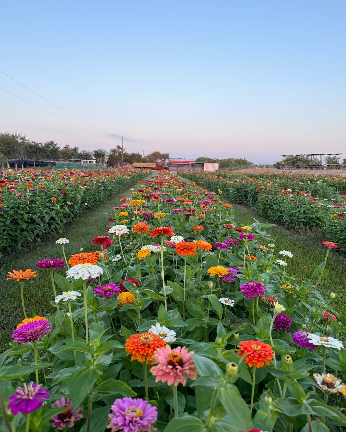 October is here, San Antonio! You know what that means... we're bring allllll things OVER THE TOP pumpkins & fall vibes to the farm. ✨🎃💐
This weekend's hours
Saturday 10am-8pm
Sunday 10am-6pm
Plan your visit: devineacresfarm.com