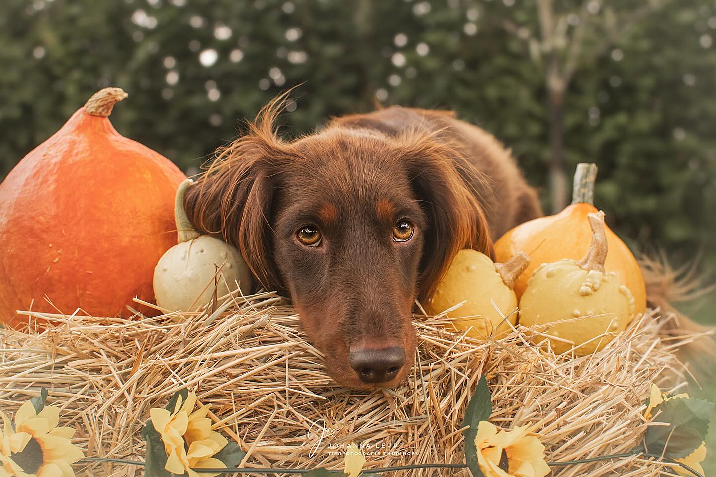 KÜRBIS MINI SHOOTING 🎃
Für die letzte Shootingaktion dieses Jahr möchte ich euch ein herbstliches Kürbisset aufbauen und in eine kleine, feine Location am Rand von Weimar einladen. Wir treffen uns auf einer Waldlichtung, der Boden bedeckt mit Nadeln, Moos und weichem Gras. Du bekommst Bilder in einem liebevoll gestaltetem Kürbisset, mehr herbstlich als gruselig, welches sich gut für kleine und große Hunde, sowie Hund-Mensch Aufnahmen eignet.
QUICK FACTS
📆 Mögliche Termine
Am Mittwoch, den 09.10. ab 9:00 Uhr
Am Freitag, den 10.10. ab 14:00 Uhr ODER
Am Dienstag, den 14.10. ab 9:00 Uhr
Das genaue Datum legen wir gemeinsam fest, die Zeiten sind auch noch variabel.
📍Location
Das Shooting findet Nähe Schöndorf bei Weimar statt, genauen Standort klären wir in der Absprache.
🕖 Shootingzeit
Wie immer plane ich für jedes Team 20 - 30min ein. Sollte ein Hund mehr Zeit benötigen, sagt Bescheid damit ich einen größeren Puffer einbauen kann.
🖥️ Du bekommst ca. 100 - 150 Vorschaubilder als digitalen Download, sowie 2 professionell bearbeitete Bilddateien deiner Wahl.
💰 ab 69,00€
Der Preis richtet sich auch nach der Anzahl der Teilnehmer. Umso mehr Hunde, umso weniger zahlt jeder einzelne 🤫
‼️ Mindestens 3, max. 6 Teilnehmer
Du hast Lust den Herbst mit einem ganz besonderen Shooting zu starten? Stöbere in der aktuellen Story oder mein Homepage für mehr info’s oder schreib mir direkt für eine Anmeldung! 🫶🏼
Ich würde mich natürlich freuen, wenn die Weimarer Hundeleute den Beitrag teilen! 🥰
•
📧 info@tierfotografie-thueringen.de
💻 www.tierfotografie-thueringen.de
#hundefotografie #tierfotografie #thüringen #kürbisshooting #weimar