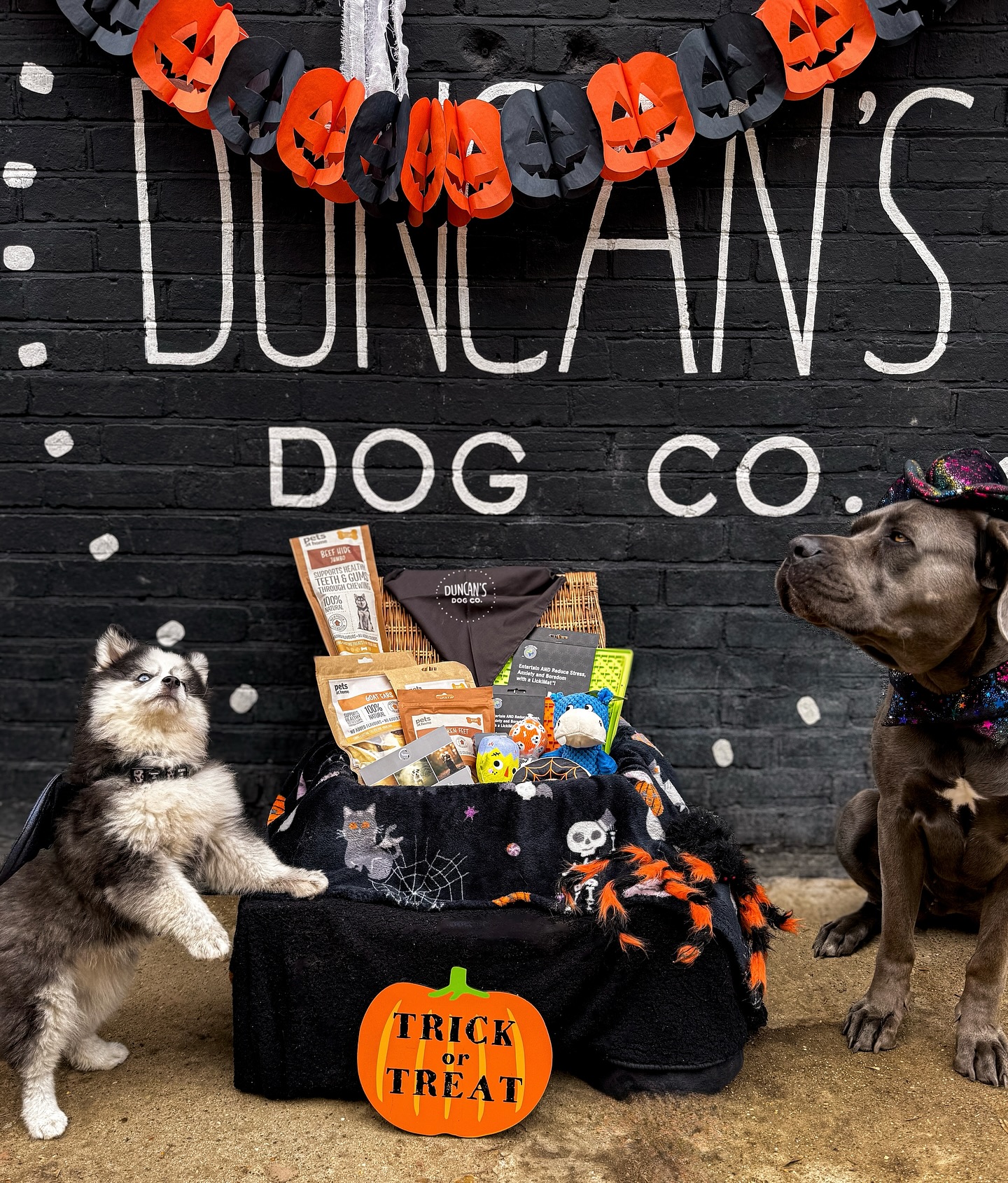 ✨🎃 HALLOWEEN GIVEAWAY ALERT! 🎃✨
Spooky season has arrived! 🐶 This Halloween we’re giving one lucky pup parent the chance to win a fang-tastic prize bundle from Duncan’s Dog Co! 🎃
One lucky winner will receive:
🎁 A Halloween hamper packed with dog toys, treats and goodies 🐾
📸 A gift voucher for a professional pet photoshoot with @seraholiviaphotography
🏡 A FREE day of day care here at Duncan’s Dog Co!
Here’s how to enter:
1️⃣ Like this post ❤️
2️⃣ Make sure you’re following @duncansdogco & @seraholiviaphotography
3️⃣ Tag your dog loving friends in the comments (each tag = 1 entry) 🐕
4️⃣ Share this post to your story for a bonus entry!
🕸️Giveaway closes on 30th October – winner announced on HALLOWEEN (31st October) 🎃
Happy “Howl-o-ween” and Good luck to everyone! 🐾🧡 #duncansdogco #halloweengiveaway #dog #dogslover #dogsofinstagram #woof #wooftastic #pup #puppy #puppies #puppylove #pet #dogsoflondon #dogsofsurrey #petlovers #petsoflondon #doggydaycare #doglove #london #londondogdaycare #londondogs #surreydogs #dogsukofinstagram #dogphotography #petphotography #dogsmile #dogwalkers #dogwalkersofinstagram #dogtreats #doggiveaway
(UK ONLY ENTRY)