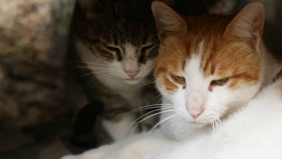 太郎と次郎がどれだけ成長したか、みんなに見てもらいたい!彼らの素晴らしい冒険を今すぐチェック! Link in Bio #ねこ #家族 #猫ライフ