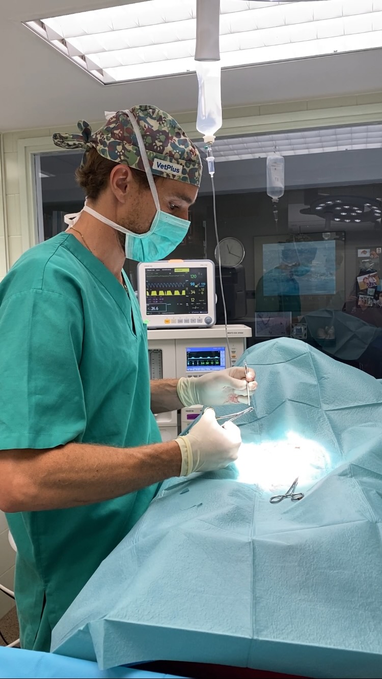 🔬 Obstruccions intestinals en gats 🐈 i gossos 🐕🦺
Les obstruccions gastrointestinals són un procés agut i potencialment mortal. Es produeixen quan un cos estrany (ossos, joguines, fils, roba…) o, en alguns casos, masses internes, impedeixen el pas normal del contingut digestiu.
📌 Signes clínics més comuns:
• Vòmits recurrents (amb o sense bilis)
• Anorèxia o inapetència
• Letargia i dolor abdominal
• Distensió abdominal
• Alteracions en la defecació (diarrea o restrenyiment)
📌 Riscos principals:
• Deshidratació severa
• Necrosi intestinal per falta de flux sanguini
• Peritonitis per perforació
• Xoc i mort si no es tracta a temps
⏱️ És una emergència! El diagnòstic precoç (radiografies, ecografia) i la intervenció quirúrgica o endoscòpica ràpida són claus per garantir la supervivència.
👩⚕️ Si detectes algun d’aquests símptomes en el teu animal, acudeix immediatament al teu veterinari de confiança.