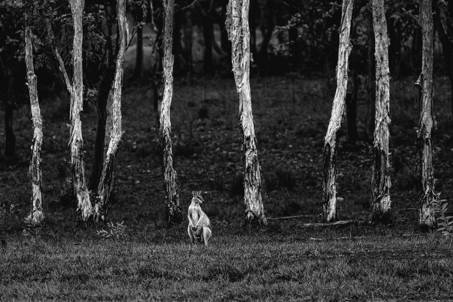 Bro thought it was a group photo.
#ausgeo