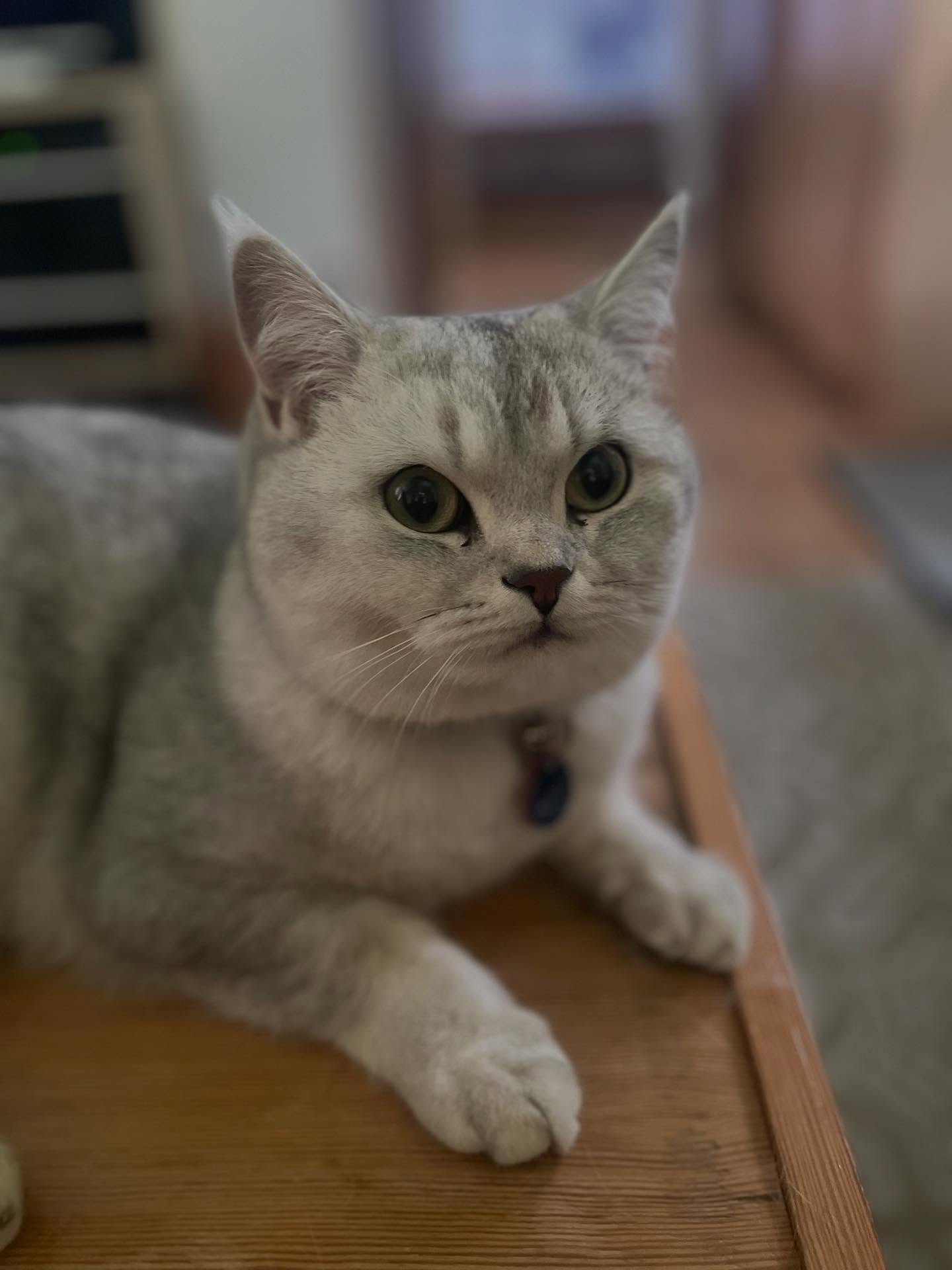 Juno is a beautiful toasted marshmallow and a pleasure to spend time with. 🩶🤍#coolcatsofinstagram #coolcatsofyxe #saskcats #catsofsaskatoon #catcareyxe #catsitteryxe #catsofinstagram #petsitteryxe #saskatooncats