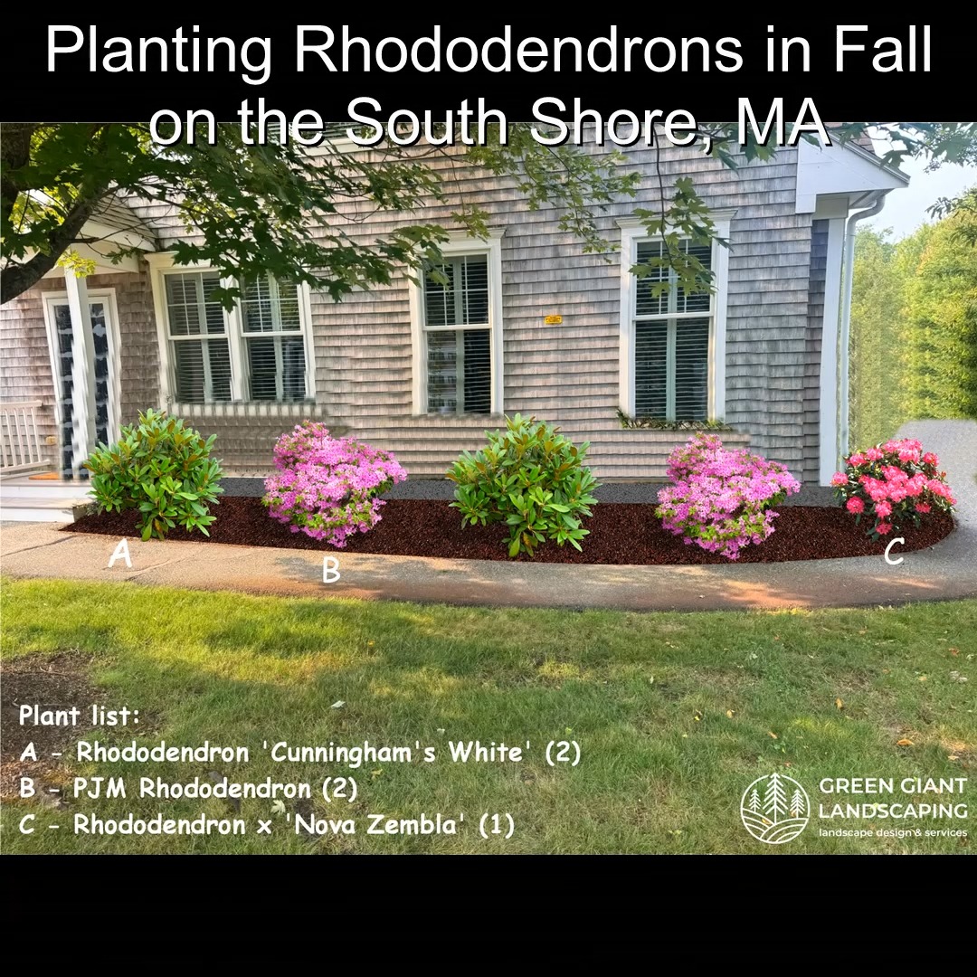 Planting Rhododendrons in Fall on the South Shore, MA.
Green Giant Landscaping,
Southeastern, MA.
Call now for your free quote!
Landscape architecture
Planting
Land clearing
Tree and shrub care
Seasonal cleanups
Old overgrown shrubs removal
Mulch installation
Garden maintenance
Weed barrier fabric
Bobcat services
Professional Landscape Design.
https://www.greengiantlandscaping.com/post/step-by-step-guide-planting-rhododendrons-in-fall-on-the-south-shore-ma
Phone:
+1 413-406-9094
#landscaping #landscapedesign #gardening #gardendesign #landscaper #landscapearchitecture #treeandshrubtrimming #mulch #Massachusetts #southshore #newton #boston #hingham #marshfield #scituate #NewtonMA #scituatema #milton #canton #wellesleyma #SpringCleaning #shrubtrimming #shrubcare #plantingdesign #gardentransformation #springcleanup #mulching #cobblestone #cobblestoneedging