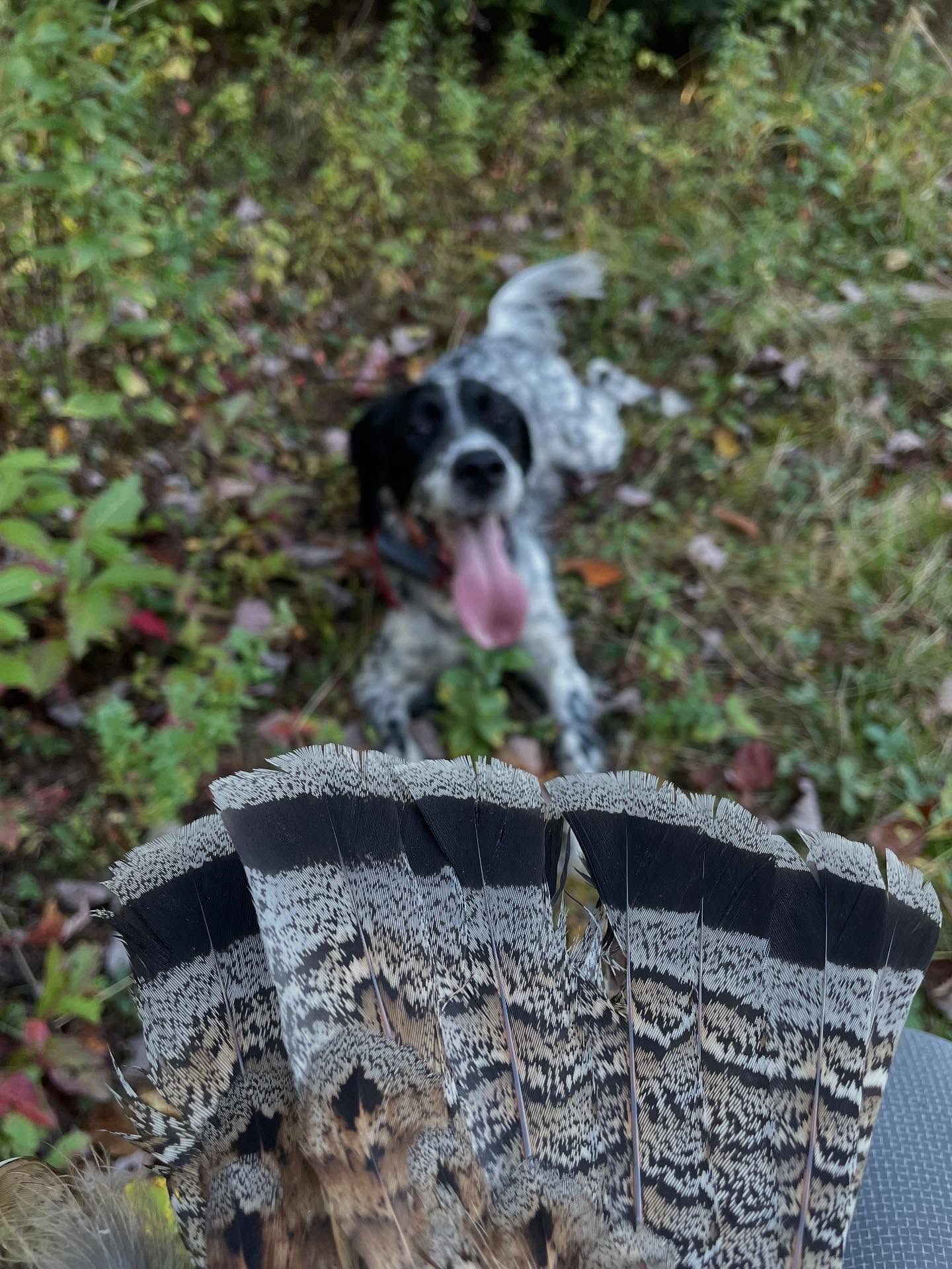 I took a long drive for the morning hunt and tried new ground. I just wanted to know if there were birds there so I ran all 3 girls together. We did find a few grouse and thankfully there were several streams for the dogs to cool off in. Autumn had points on two but there were no shot opportunities. I almost called it a day, but remembered a spot on the way home and decided to give Breeze a quick solo turn there. Within minutes she was on point looking over a steep stream bank, and a grouse went out close but unseen behind balsams. I would have been happy if that had been all, but we found more grouse and a couple of woodcock in a 1 hr hunt. Then with the truck in sight, Breeze ran into thick cover and froze where I had just seen a robin go. I mouth whistled for her to come in and a grouse exploded from the cover in front of her. I was lucky to have my hands ready.
#Birddog #grousedog